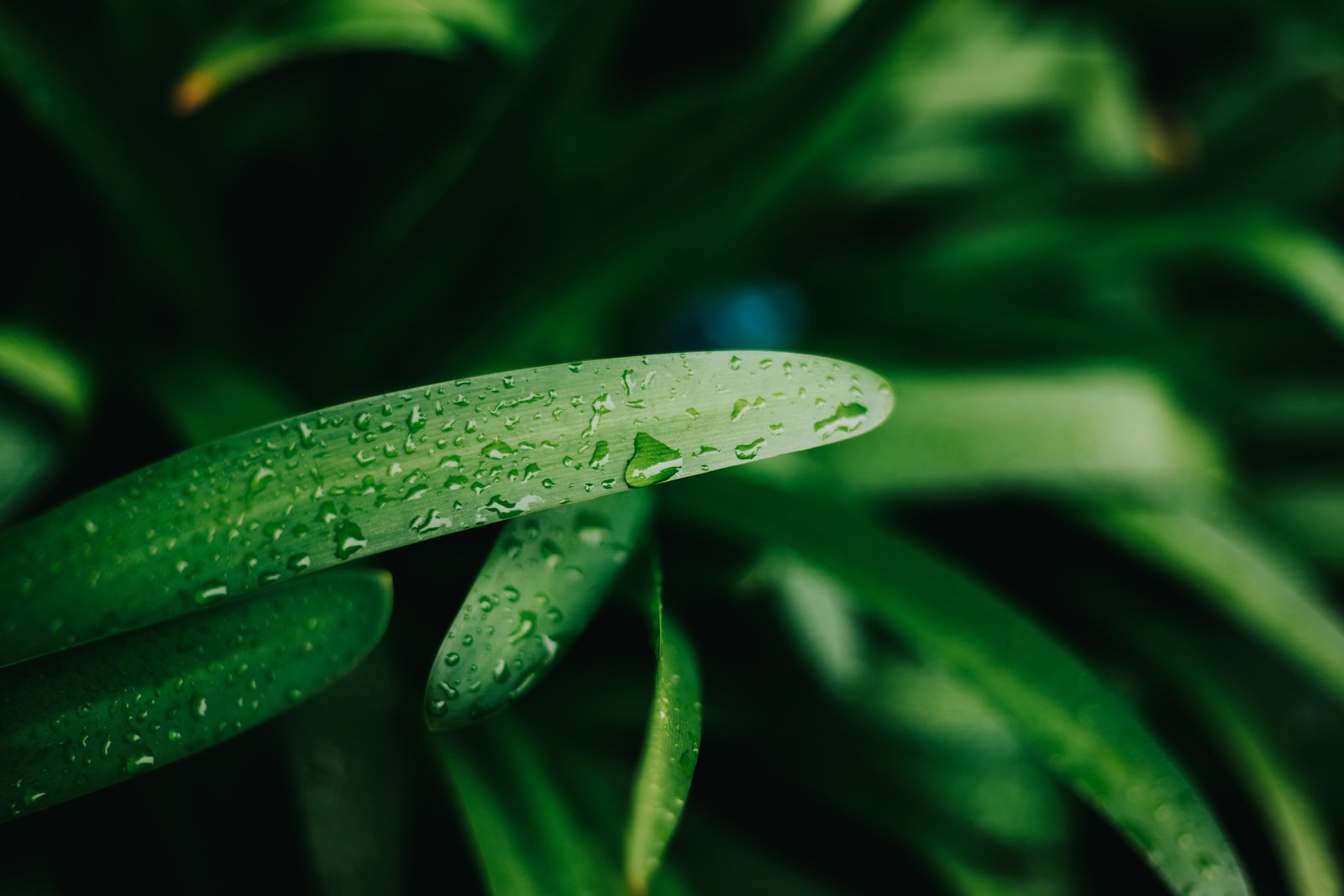 green linear leafed plant plants nature depth of field water drops 2k 4k 5k
