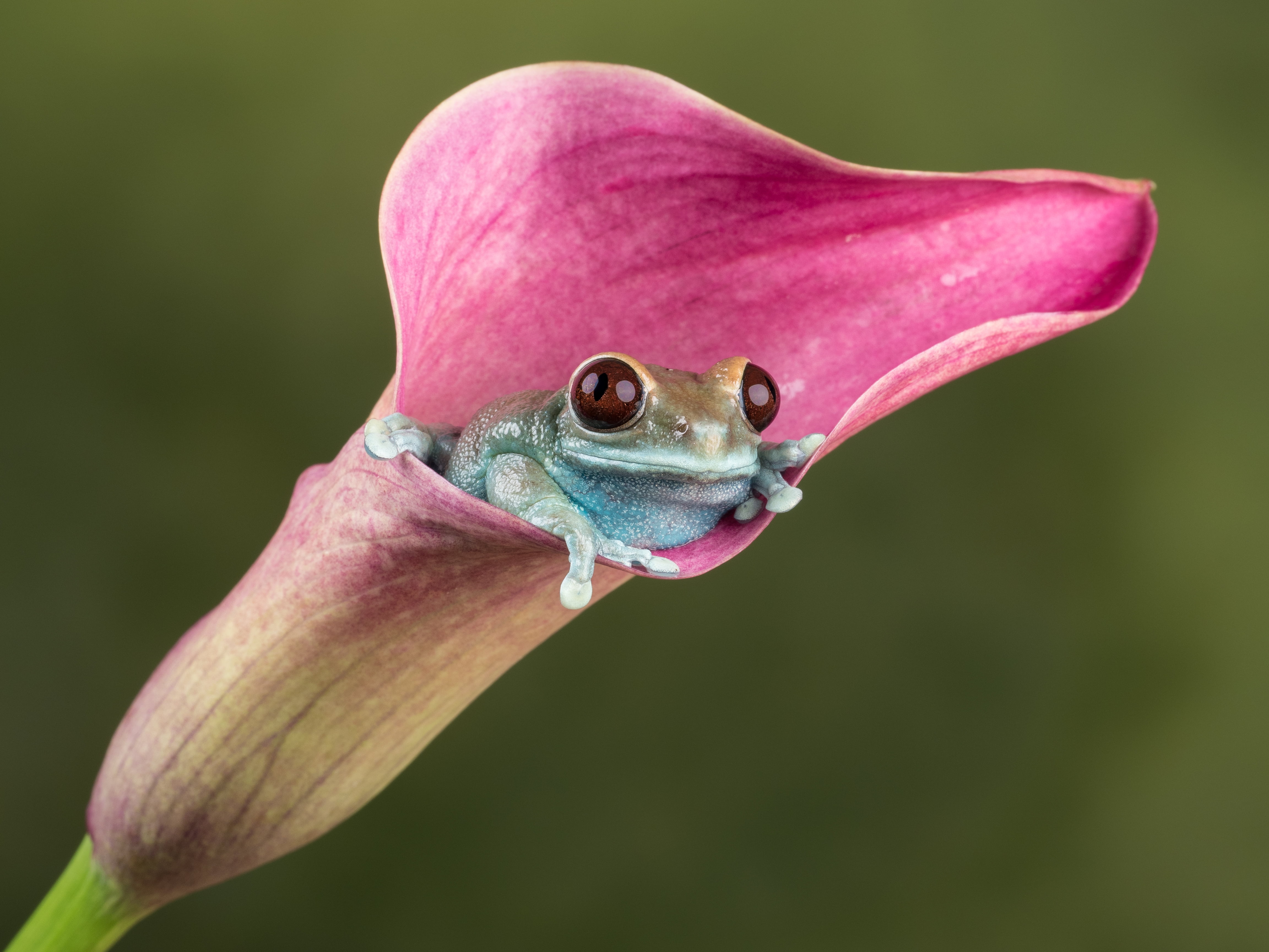 green tree frog on a pink Calla Lily closeup photography Ruby 2k 4k 5k