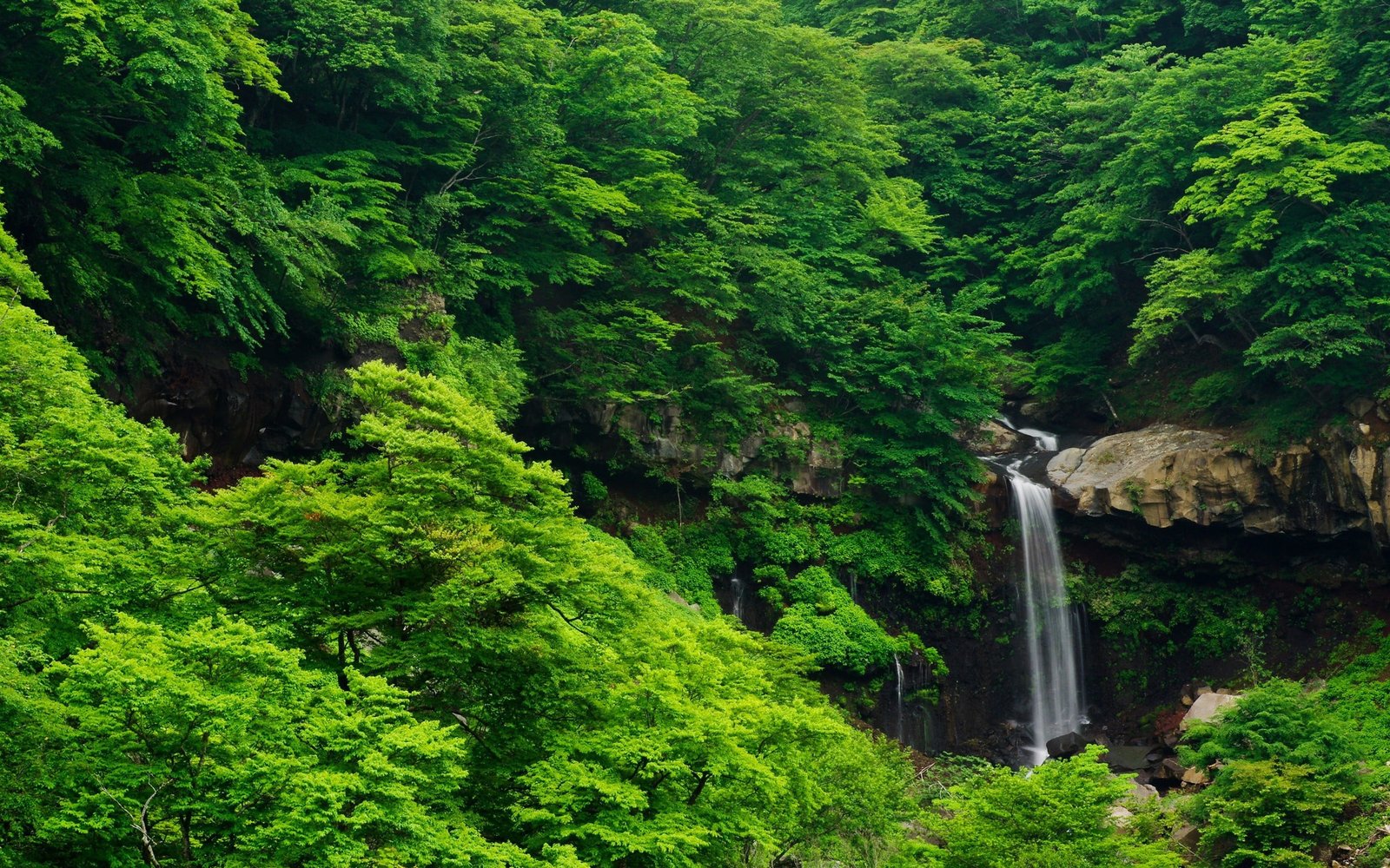 green trees waterfall nature forest landscape color 2k