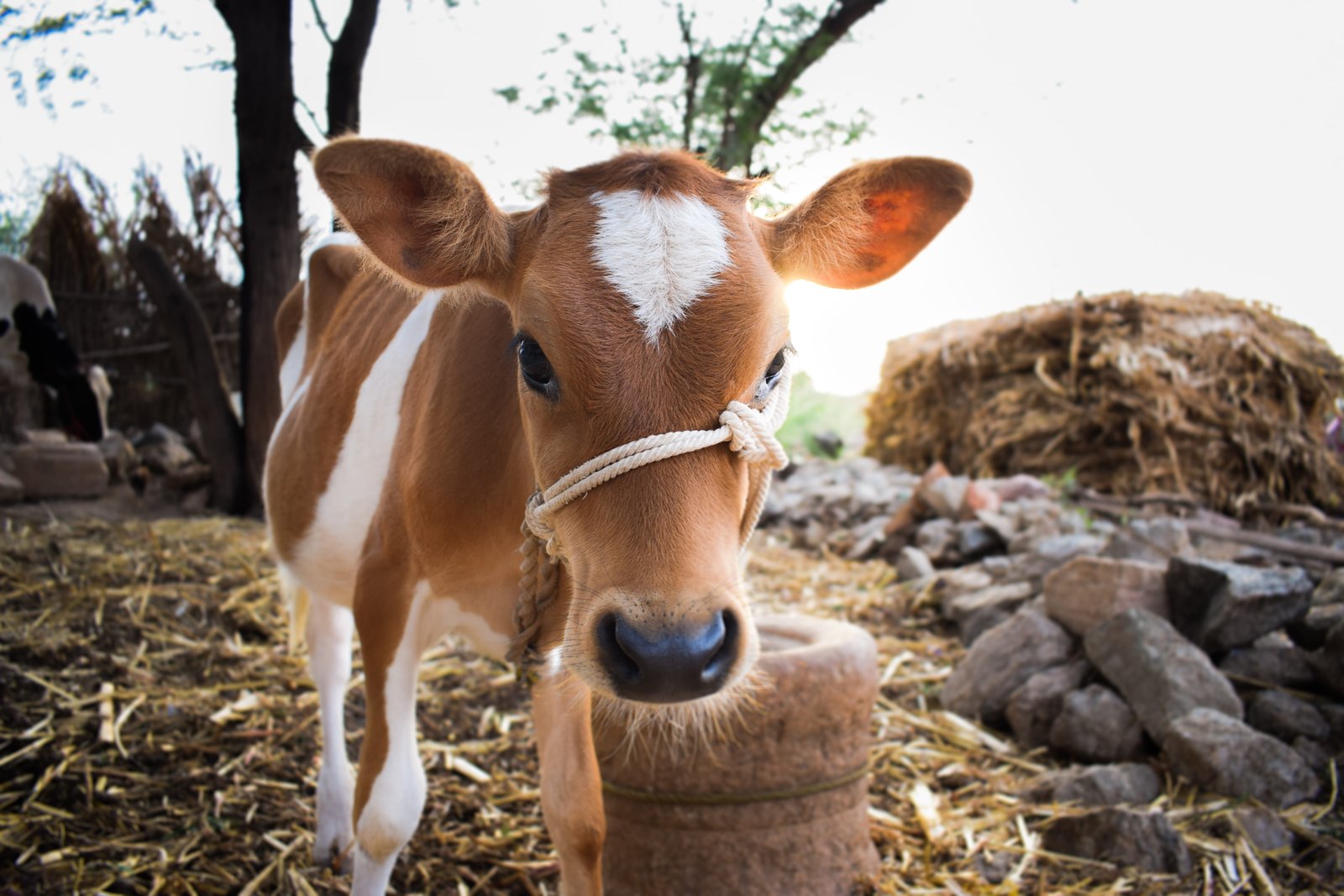 india tamil nadu cow nature animal village themes 2k 4k 5k