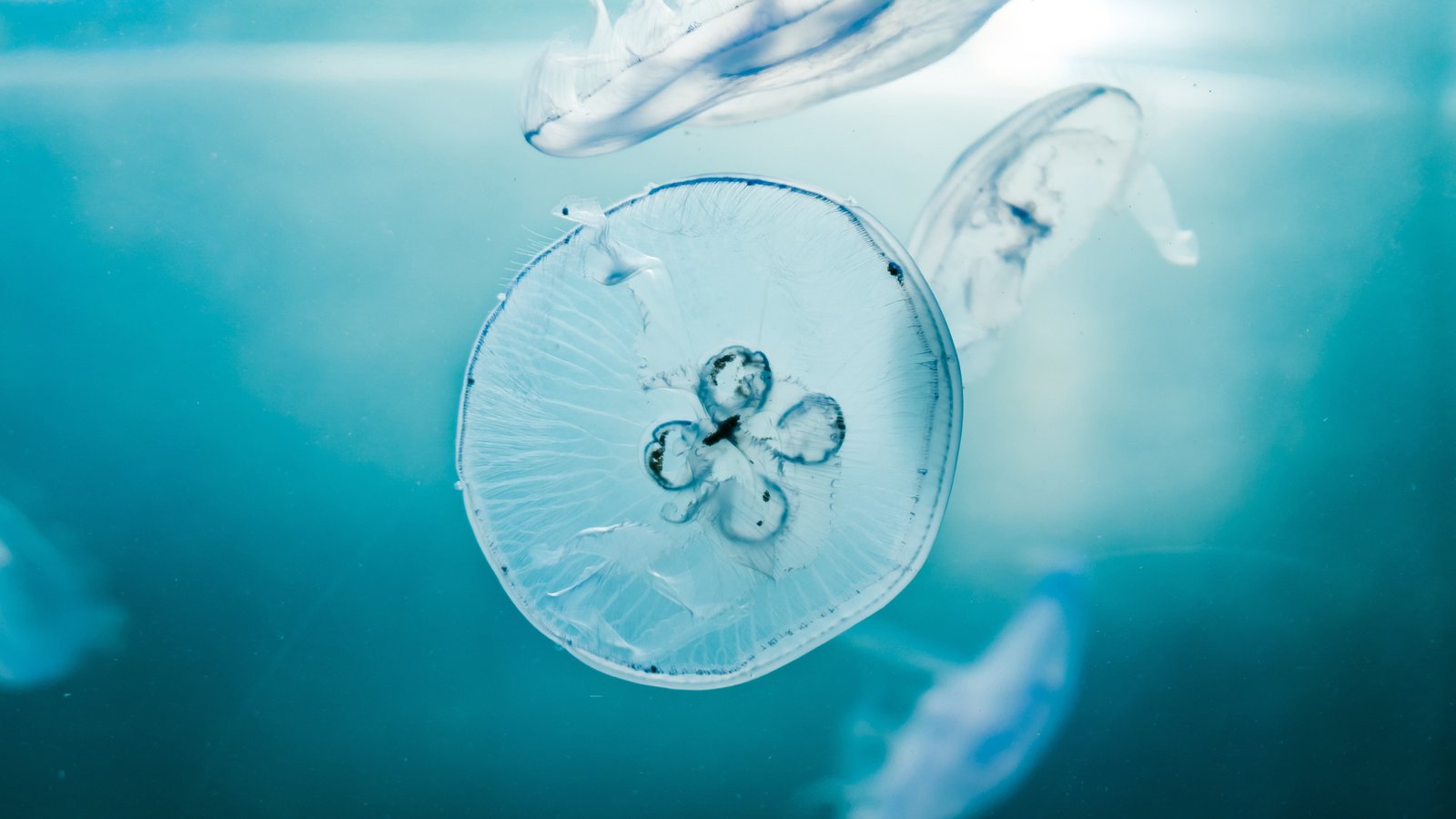 Jellyfishes HD aquarium 2k 4k 5k