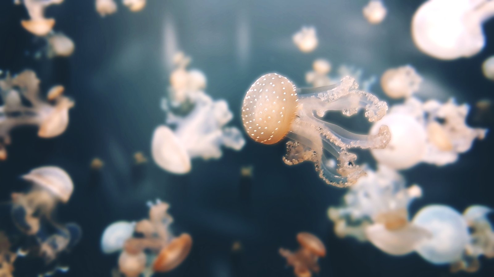 Jellyfishes Aquarium of Paris Underwater 2k 4k 5k 8k