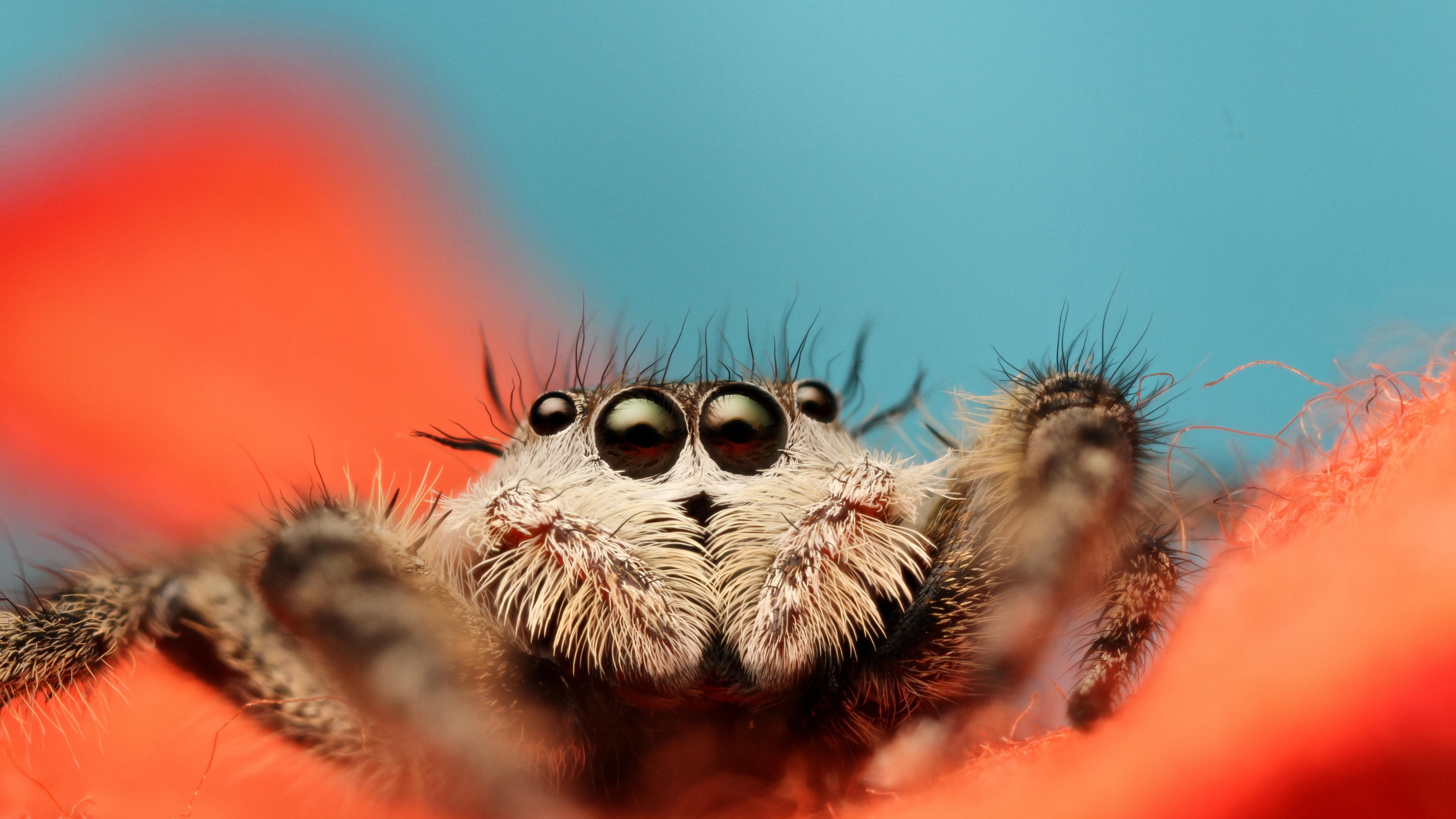 Jumping Spider wallpaper macro black eyes blue 2k 4k 5k