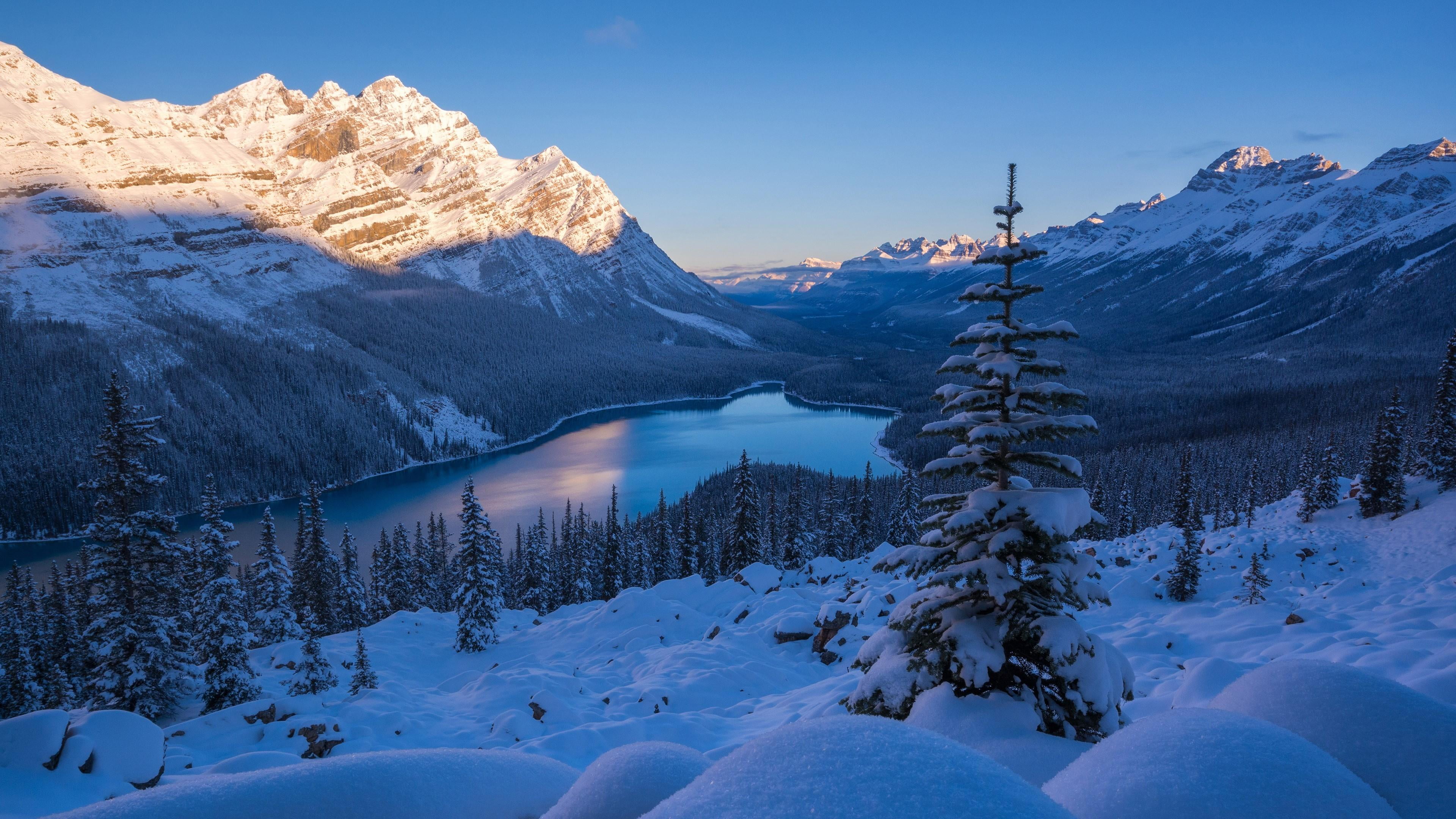 lake alberta canada peyto national park morning massif 2k 4k