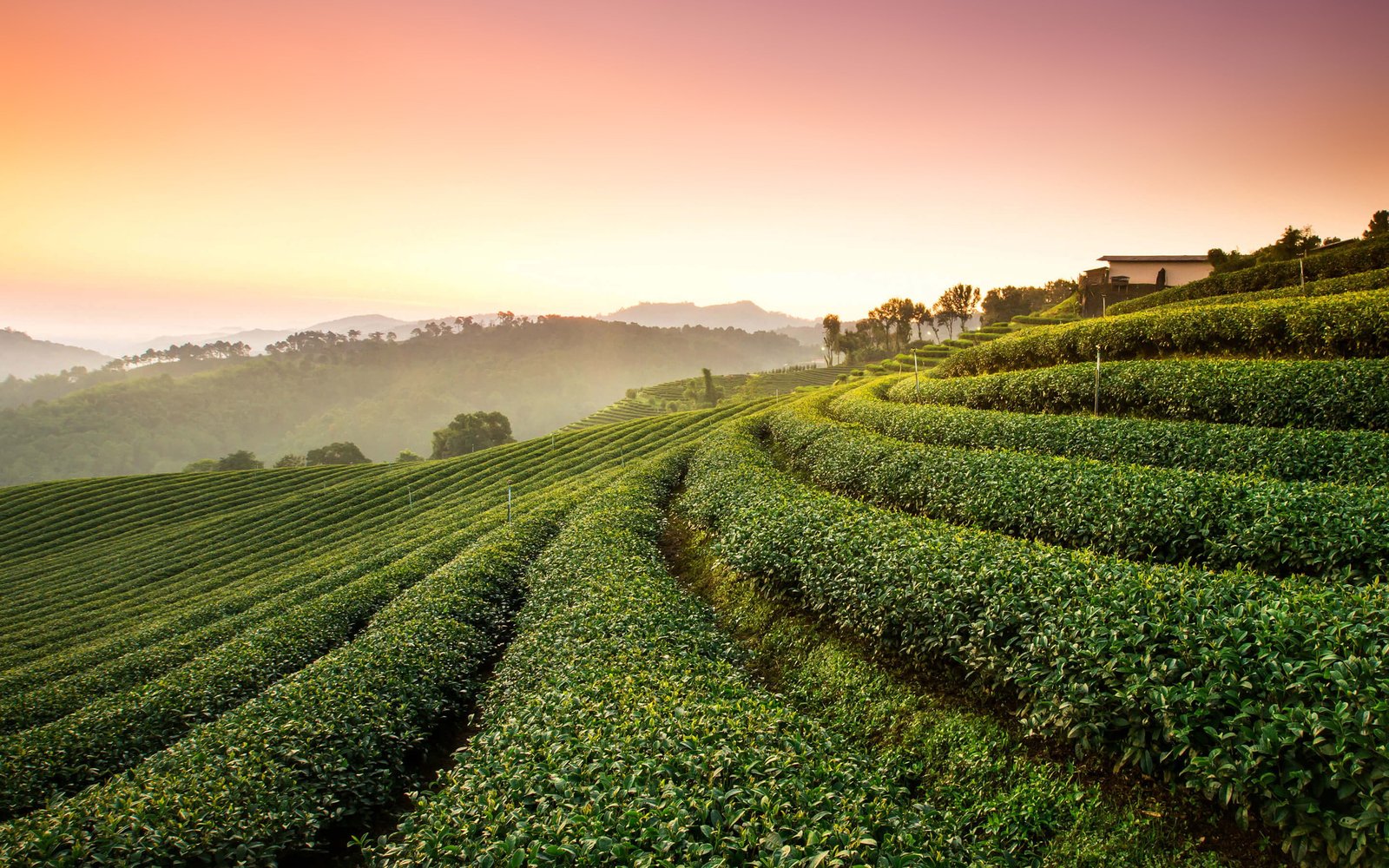 Landscape Tea Plantation 2k