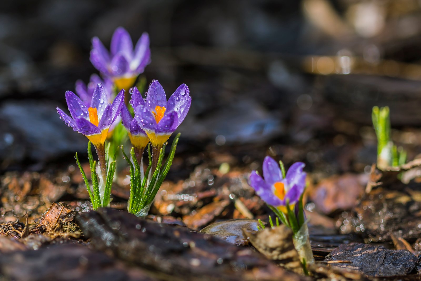 lilac flower crocuses Purple spring dew morning 2k 4k 5k