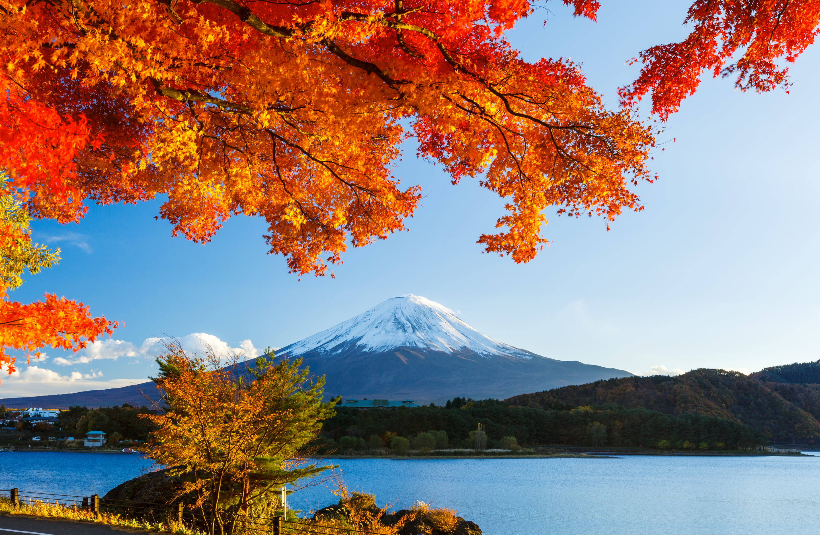 Mt Fuji Japan autumn forest the sky leaves snow trees 2k