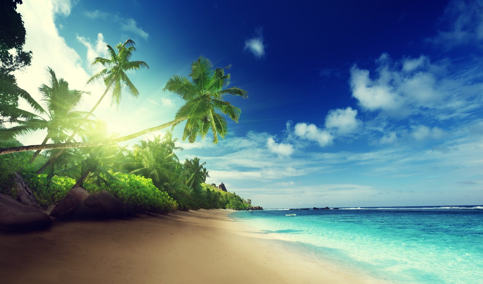 Palm trees on paradise beach illustration tropical coast Sea 2k 4k 5k