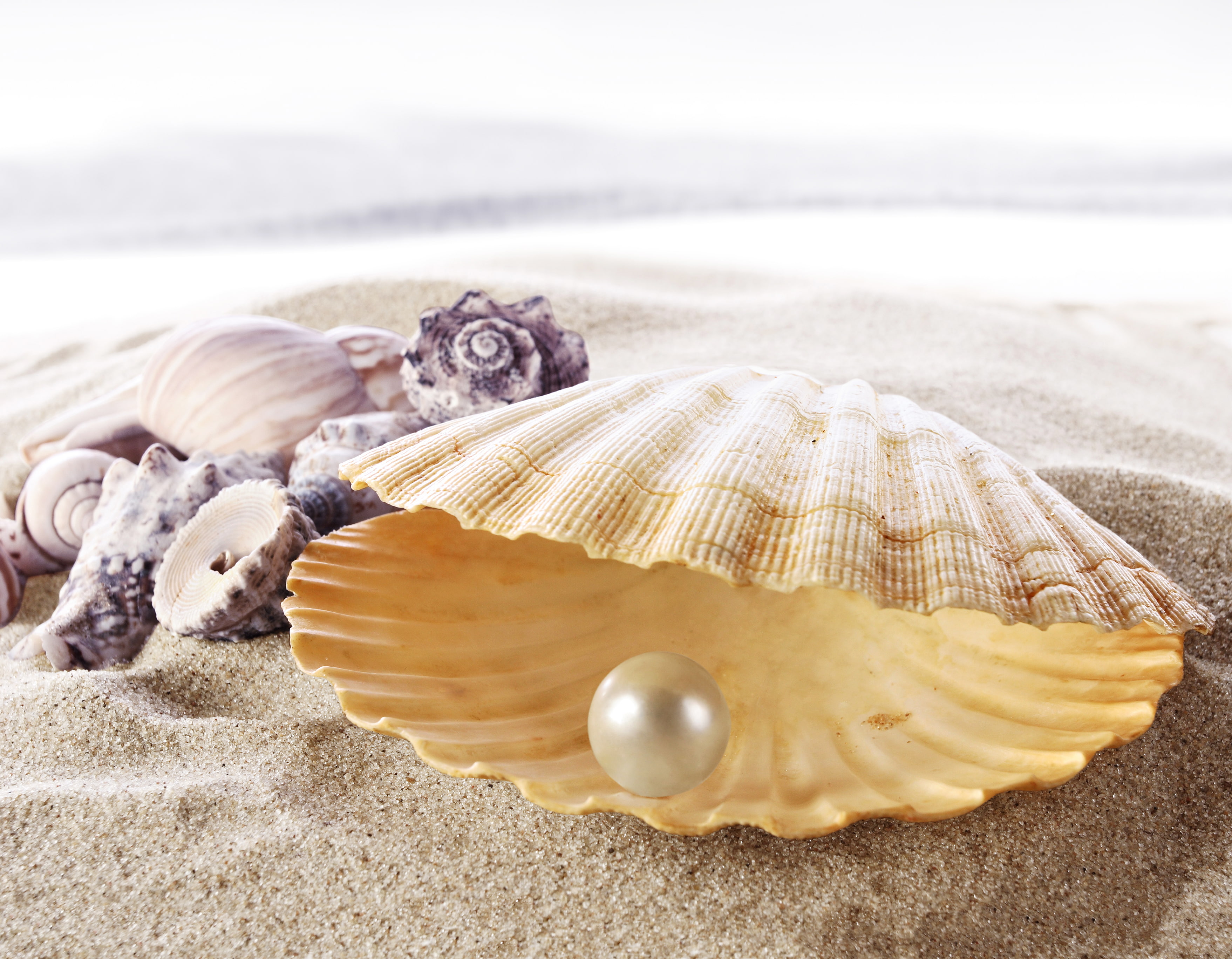 peal and shell sand sea beach shore seashell pearl perl 2k 4k