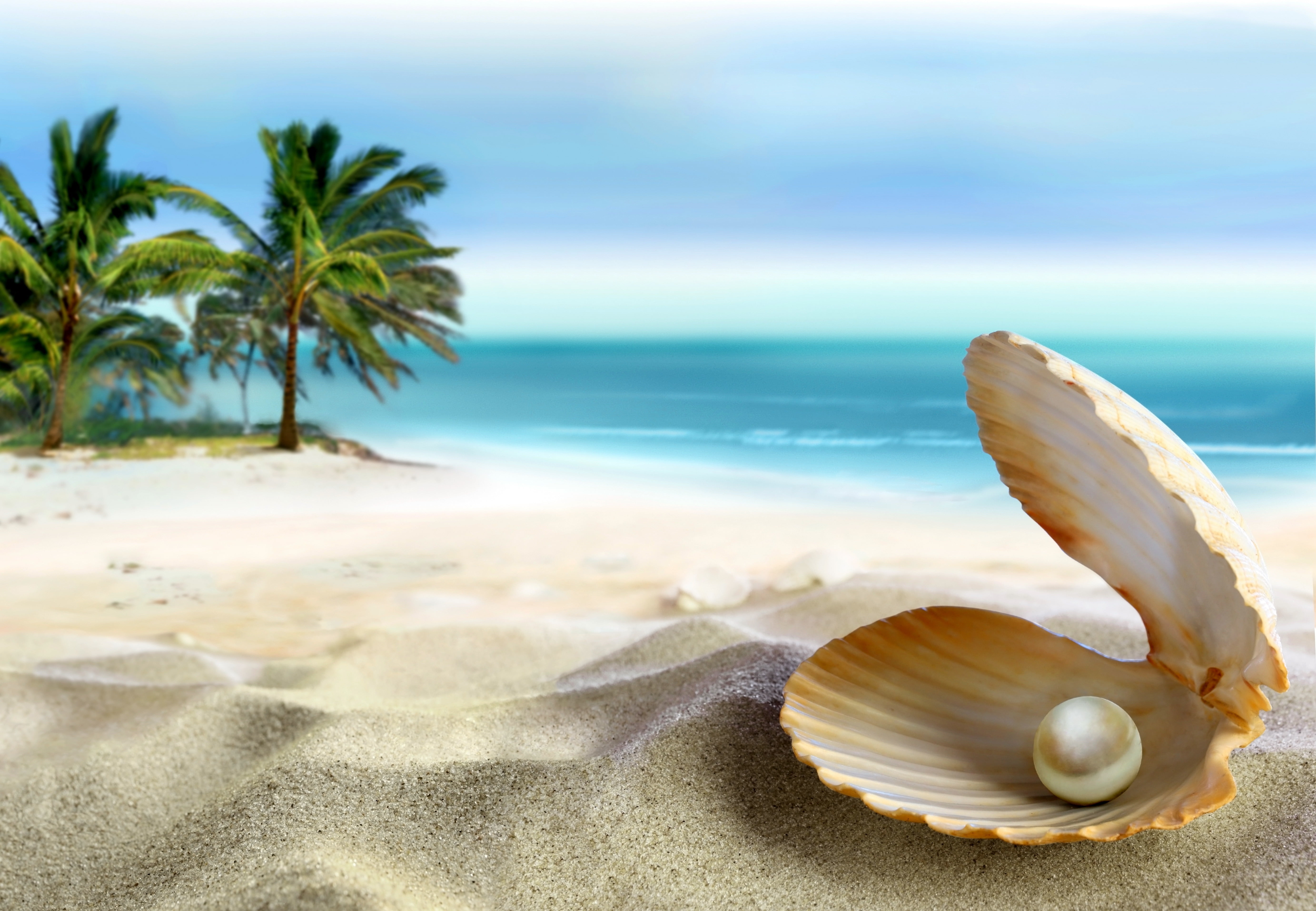 pearl in shell painting sand sea beach the sun tropics ocean 2k 4k 5k
