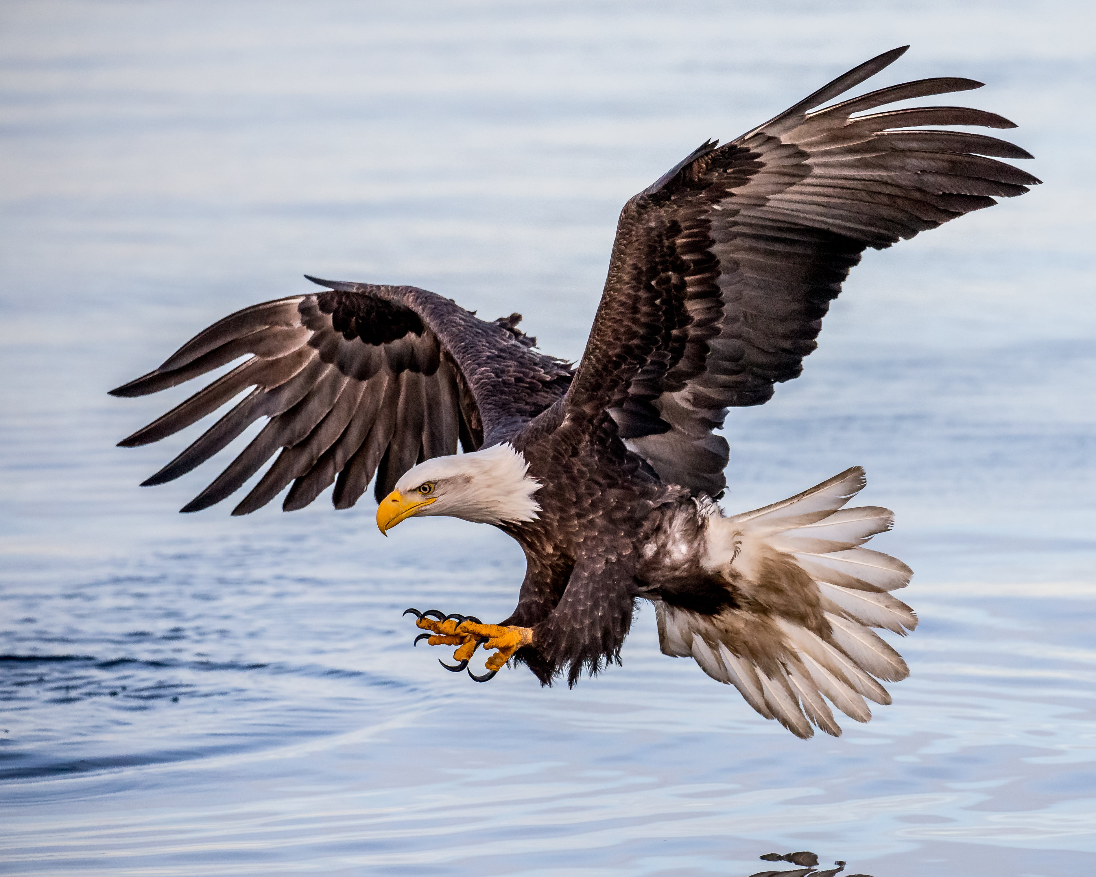 photo of flying white and brown eagle Concentration Bald Eagle 2k 4k