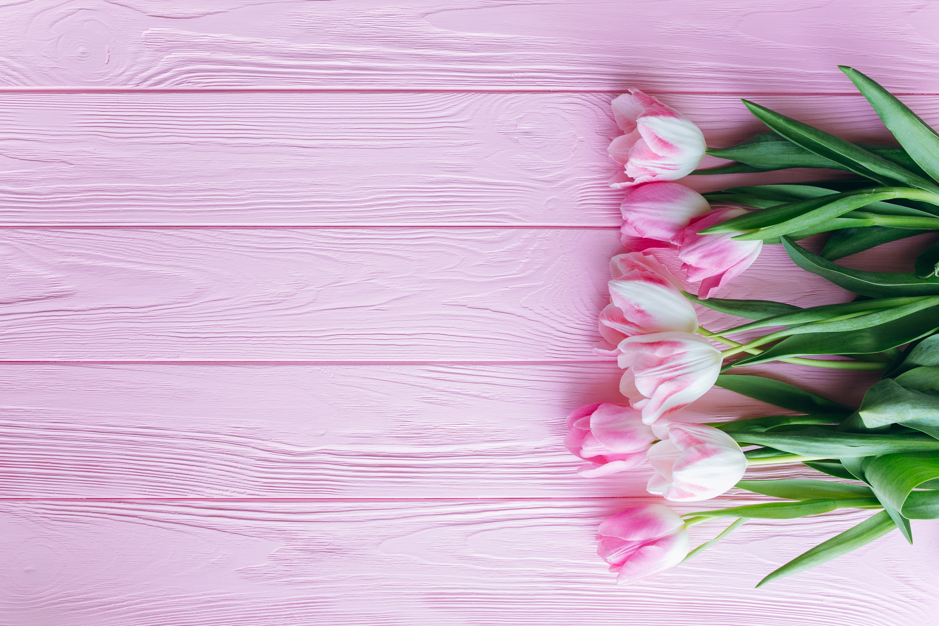 pink tulips flowers wooden background color beauty in nature 2k 4k