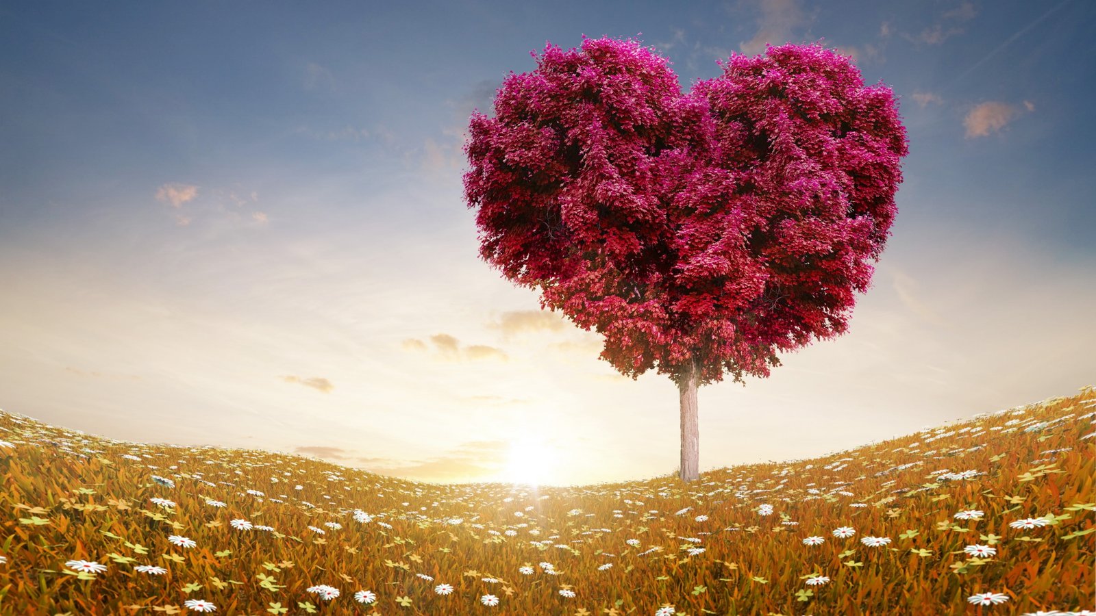 purple petal leaf tree Meadows wallpaper love sun 2k 4k