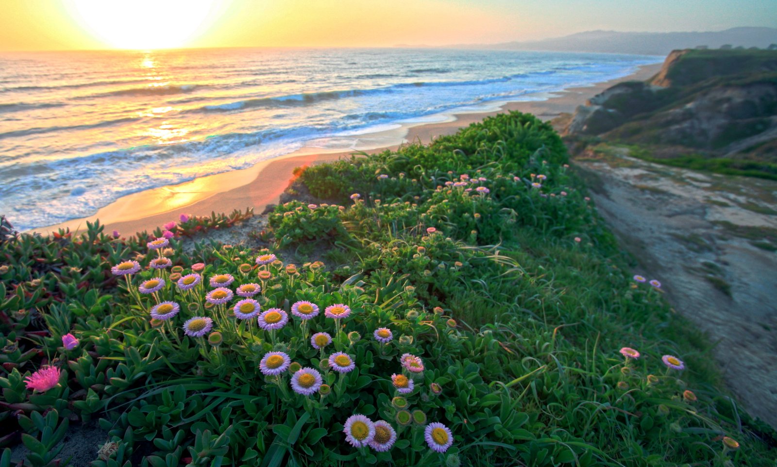 purple petaled flowers Glorious Day HMB Sunset Earth 2k 4k