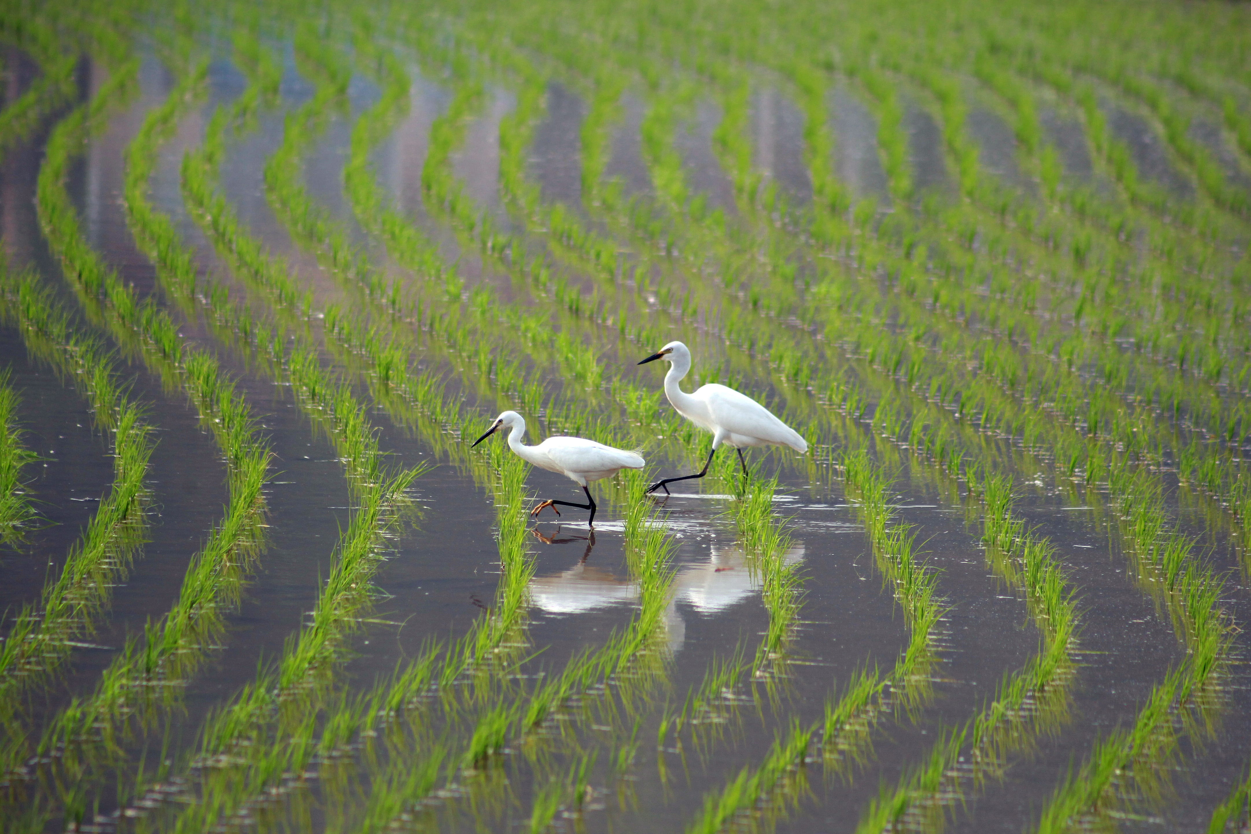 rural hern it landscape animal new the korean countryside 2k 4k