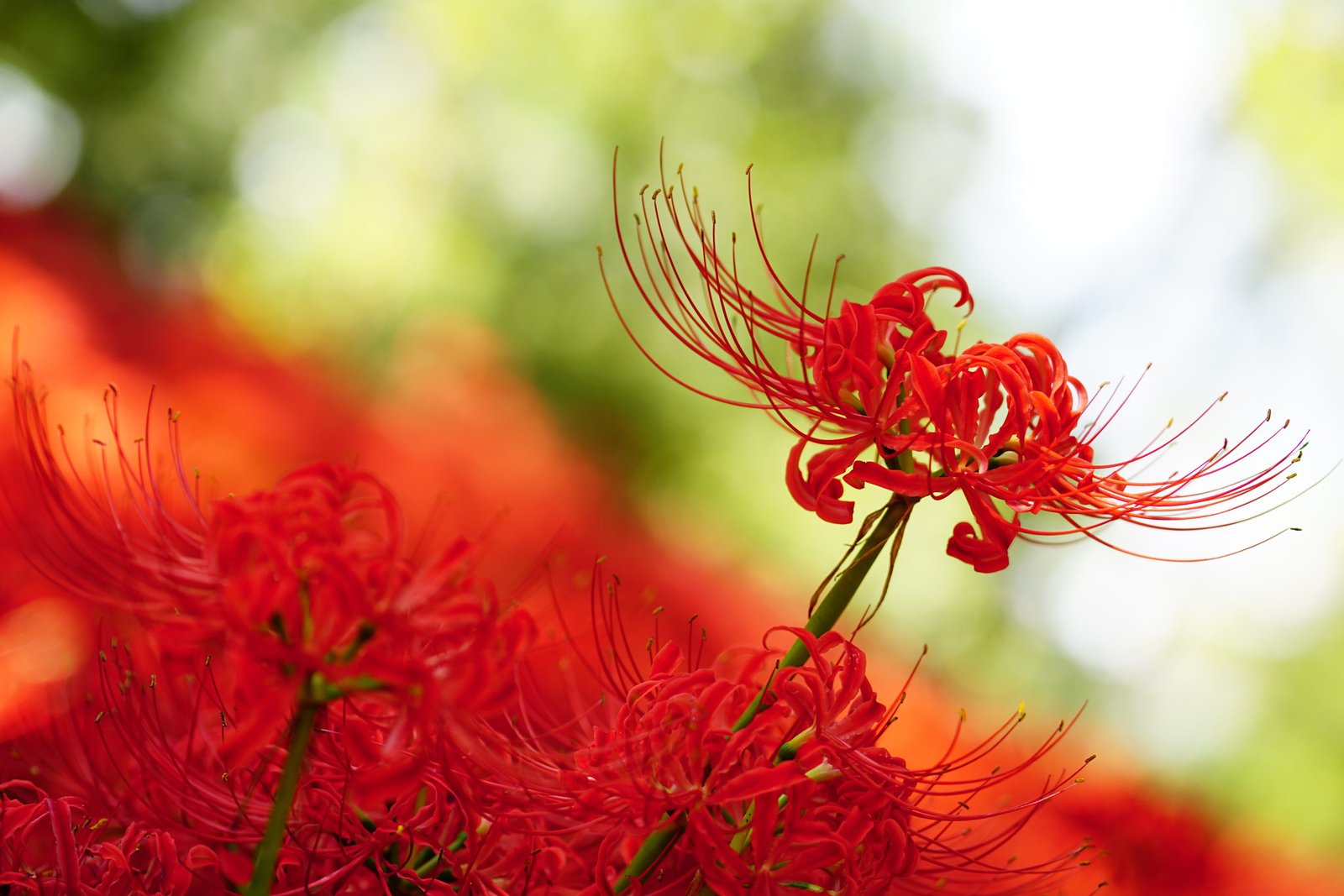 shallow focus photography of red flowers Amaryllis Amaryllidaceae 2k 4k 5k
