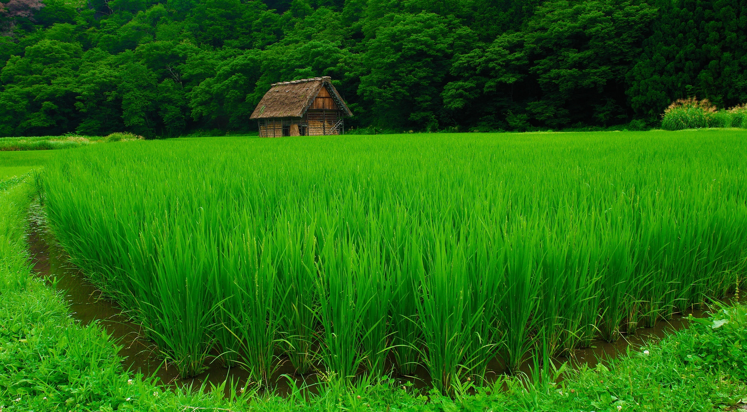 Shirakawa go green rice field Asia Japan travel village 2k