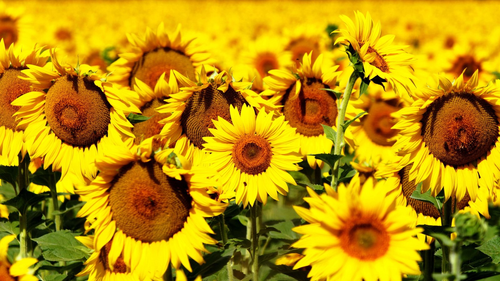 Sunflowers wallpaper field yellow 2k 4k