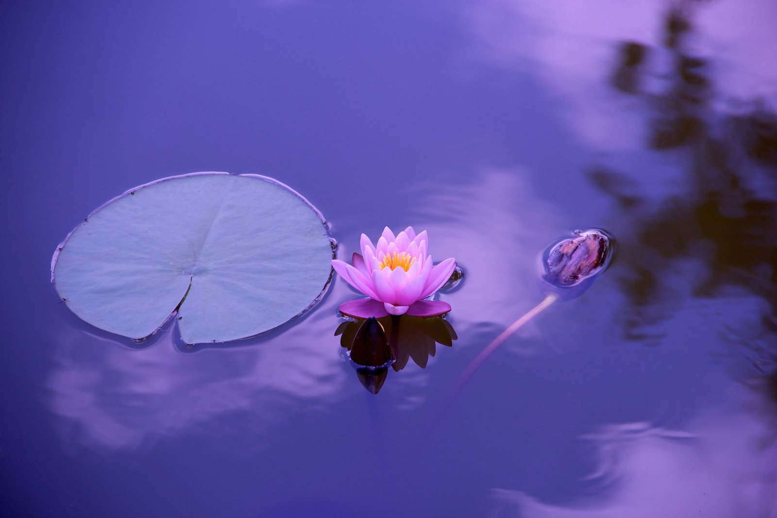 water natural spirituality lotus zen meditation flower 2k 4k 5k