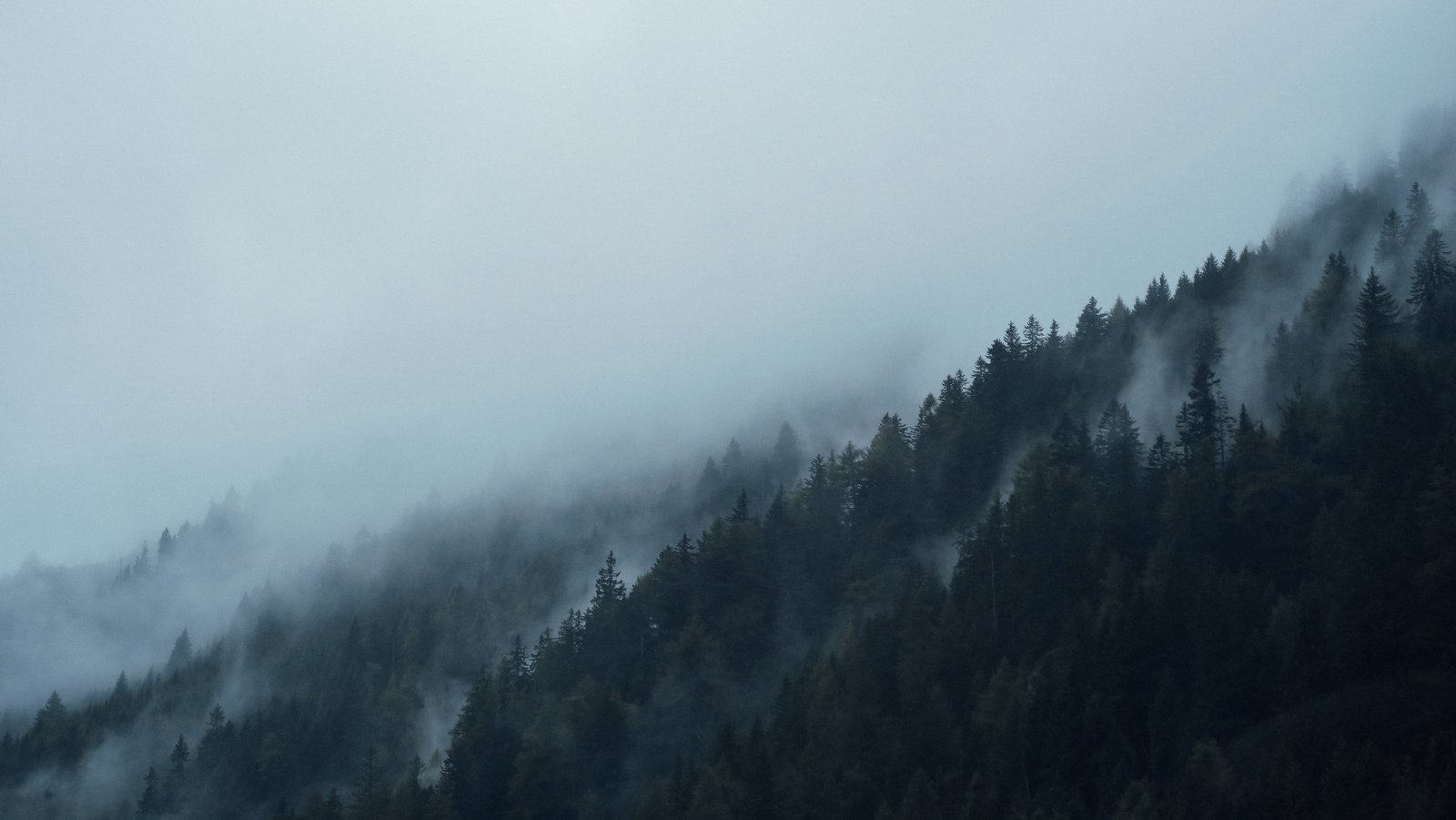 aerial photography of foggy mountain conifers dark fir trees 2k 4k 5k