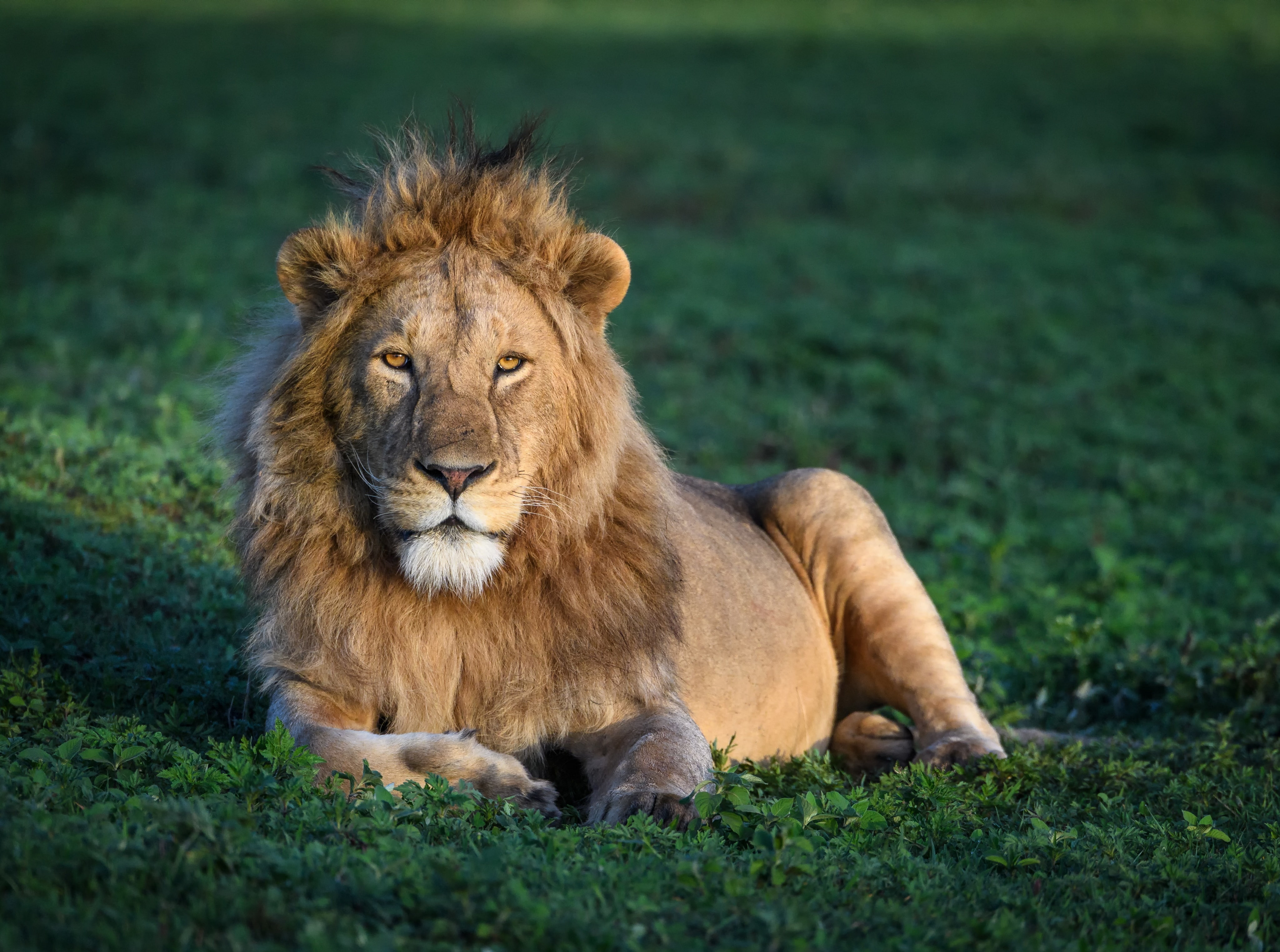 African Young male Lion Animals Wild View Travel Protect 2k 4k