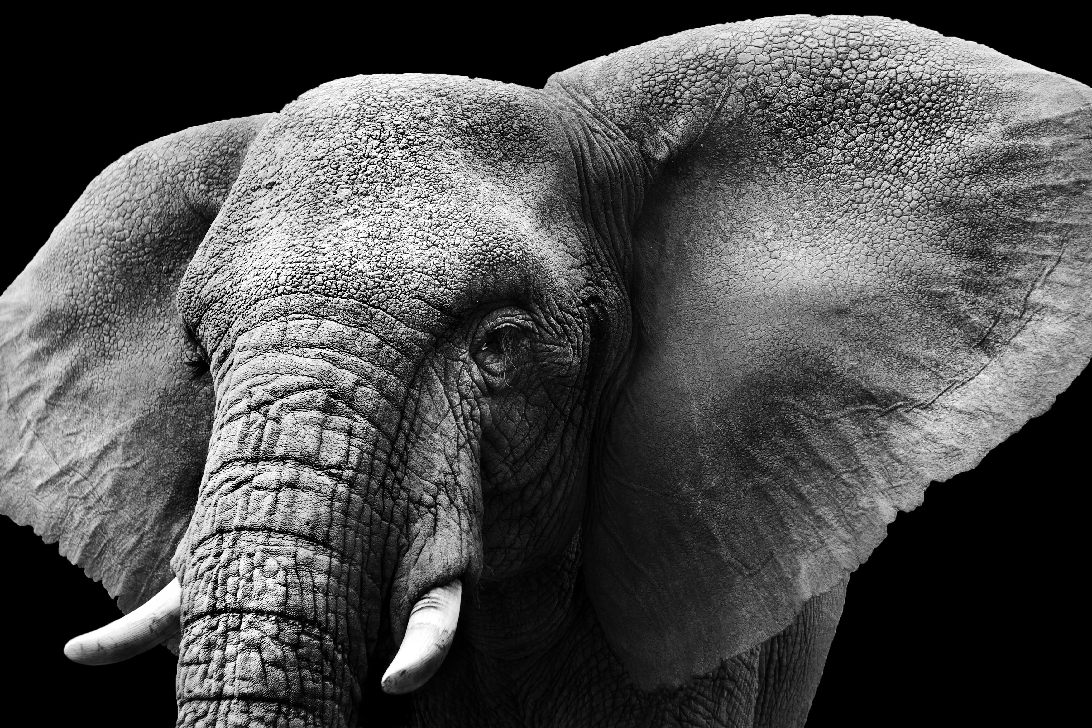 animals mammals elephant monochrome nature one animal 2k 4k