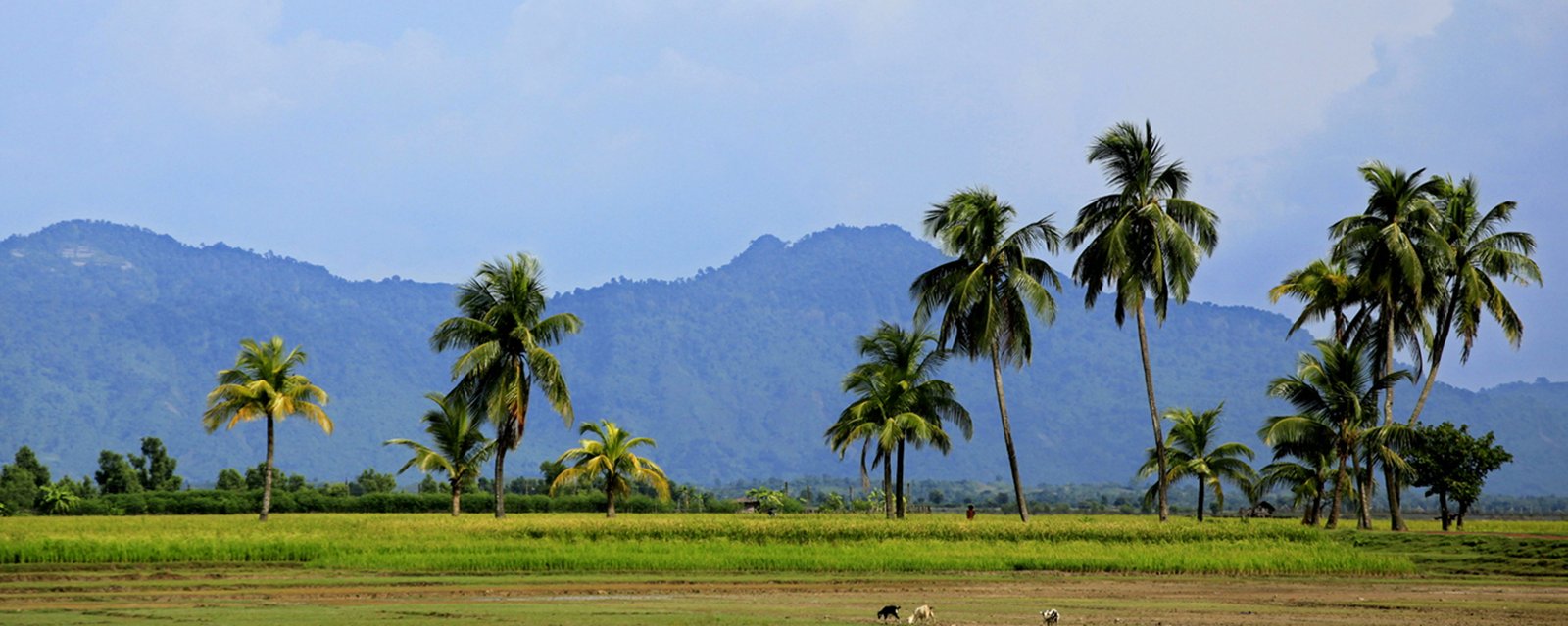 bangladesh landscape nature tree plant scenics 2k 4k 5k 8k