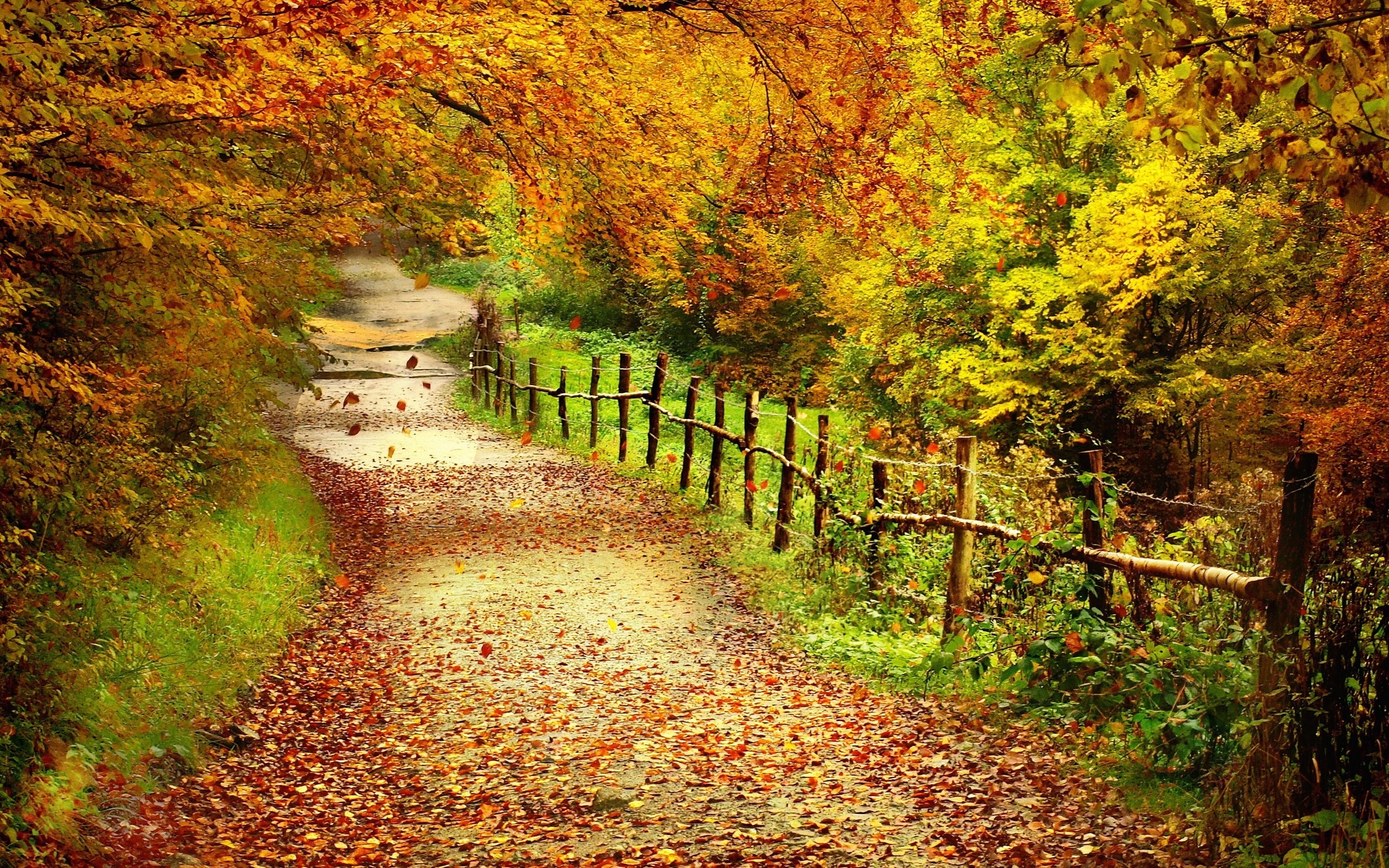 Beautiful autumn scenery trees yellow leaves path and dried 2k