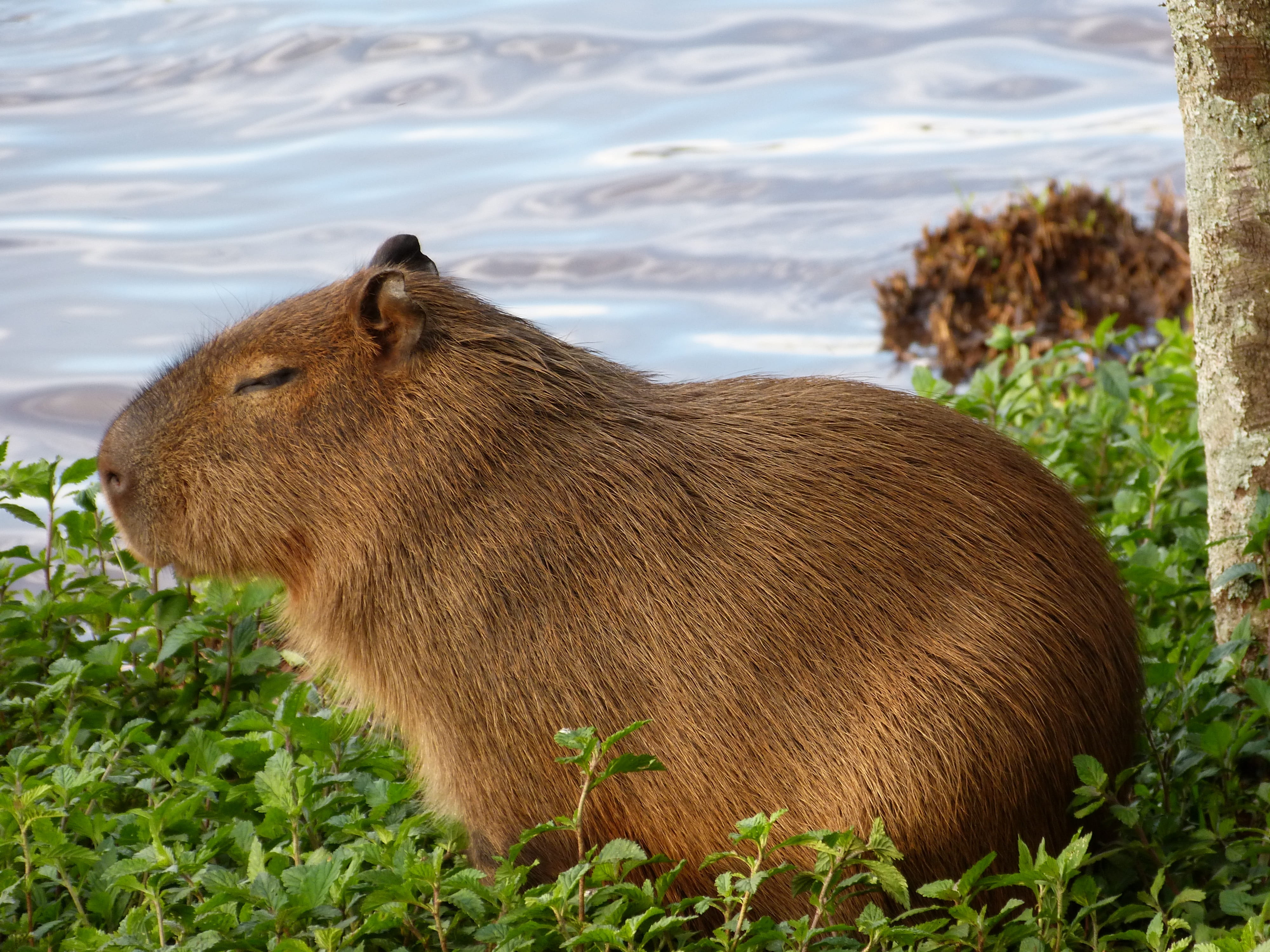 capybara nature animal puppy themes mammal one 2k 4k