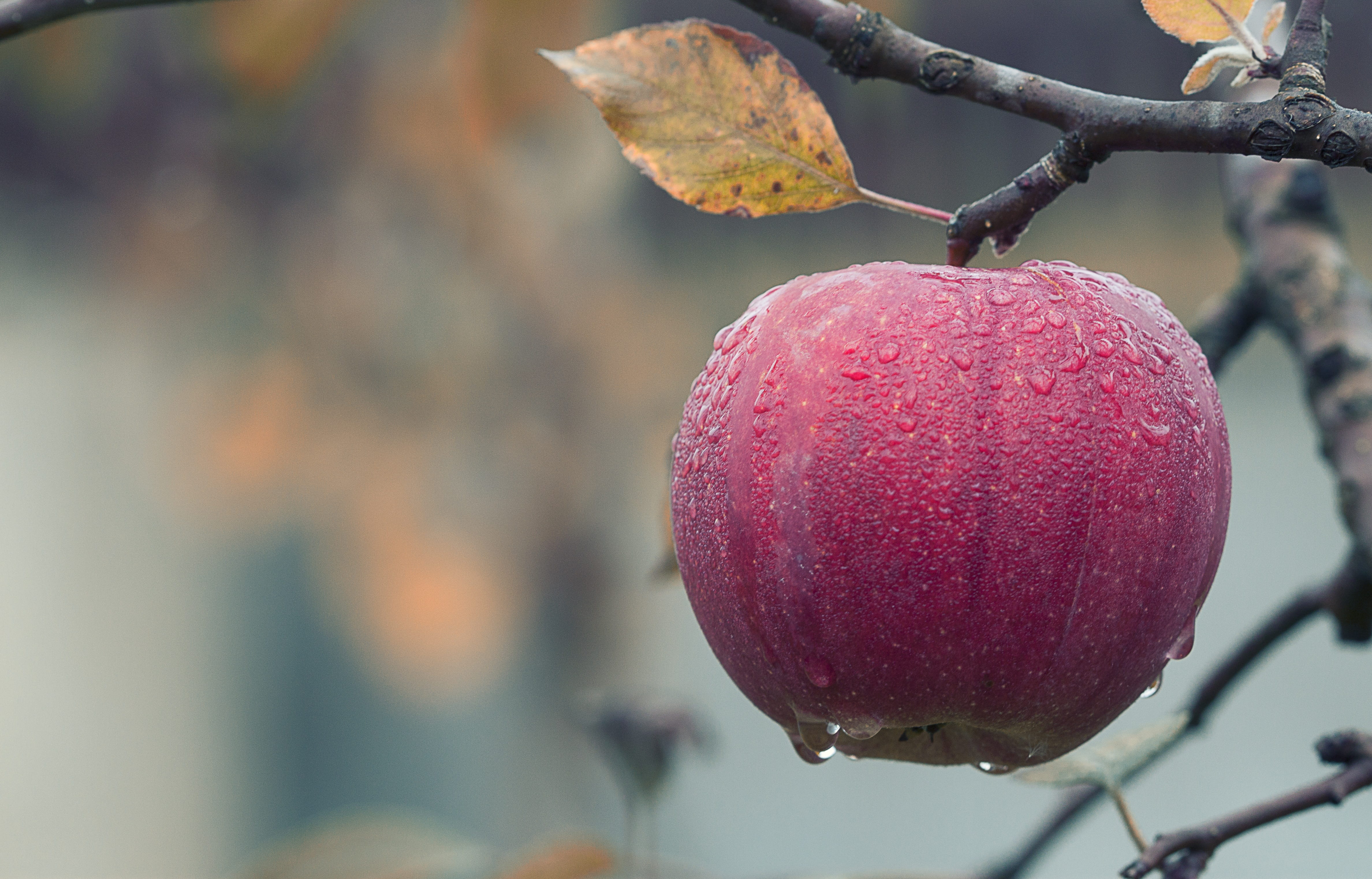Close up of Fruits Hanging on Tree apple blur branch dew 2k 4k 5k