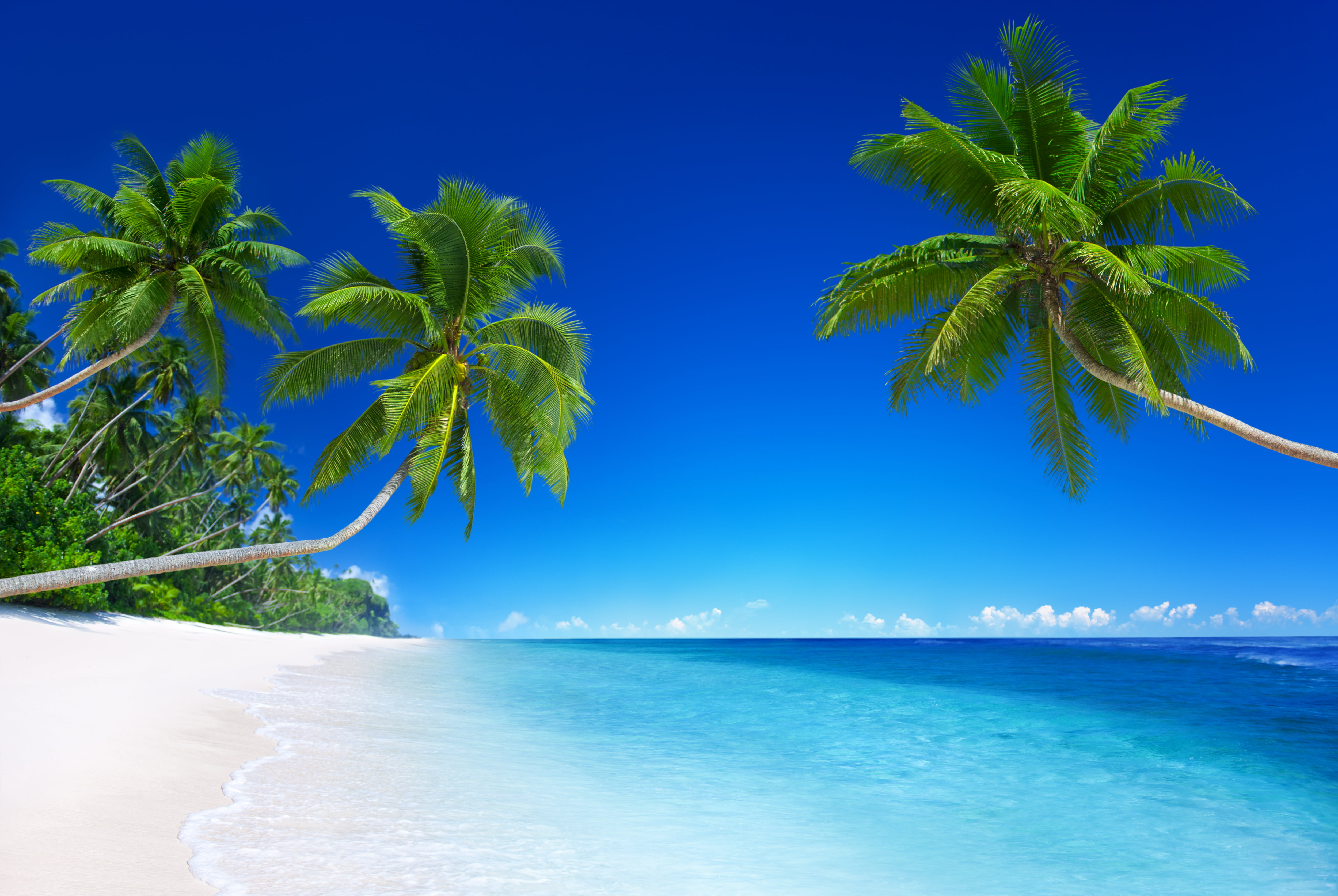 coconut tree sand sea beach the sun tropics ocean shore 2k 4k 5k