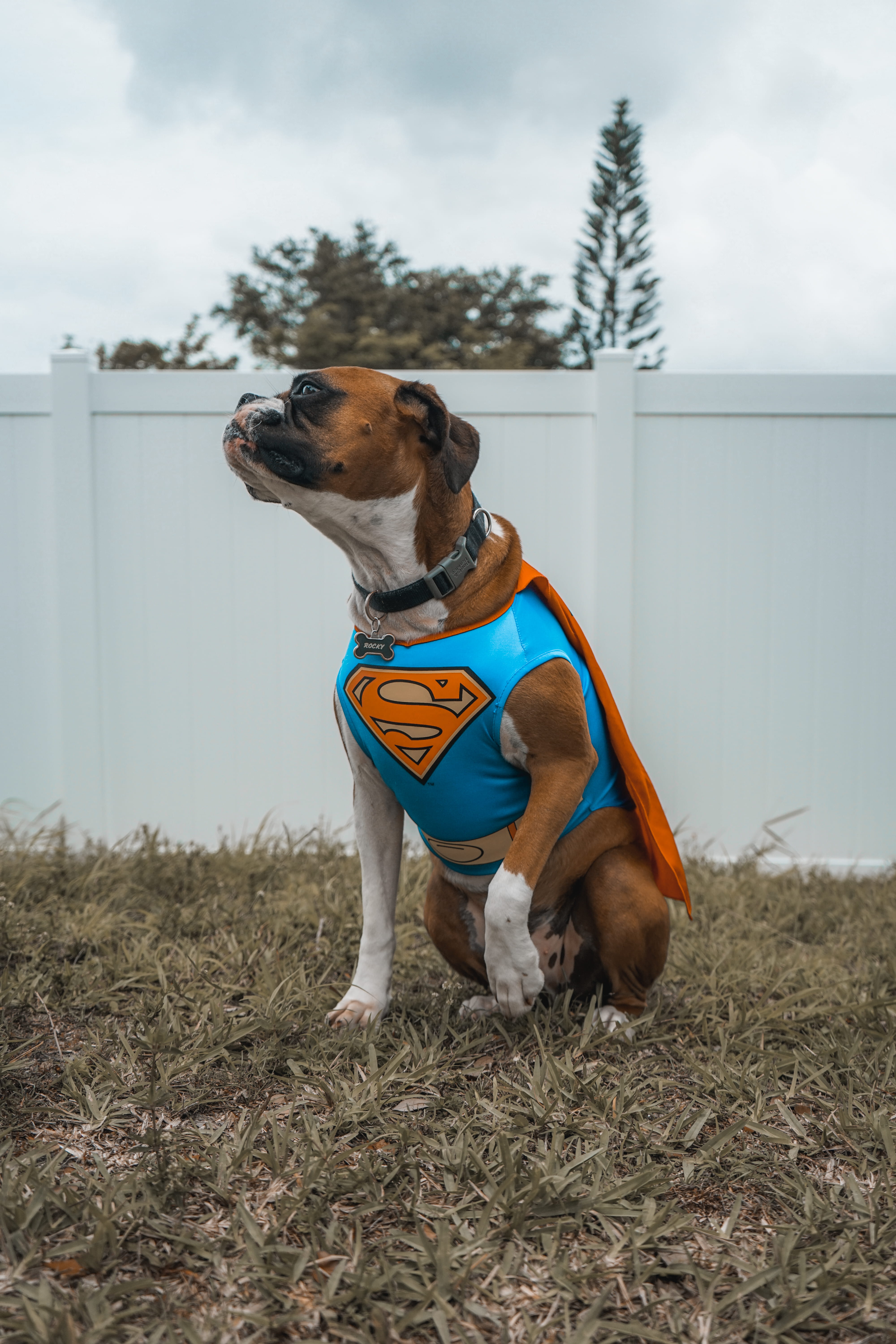 dog wearing Superman costume superhero puppy dc comic boxer 2k 4k