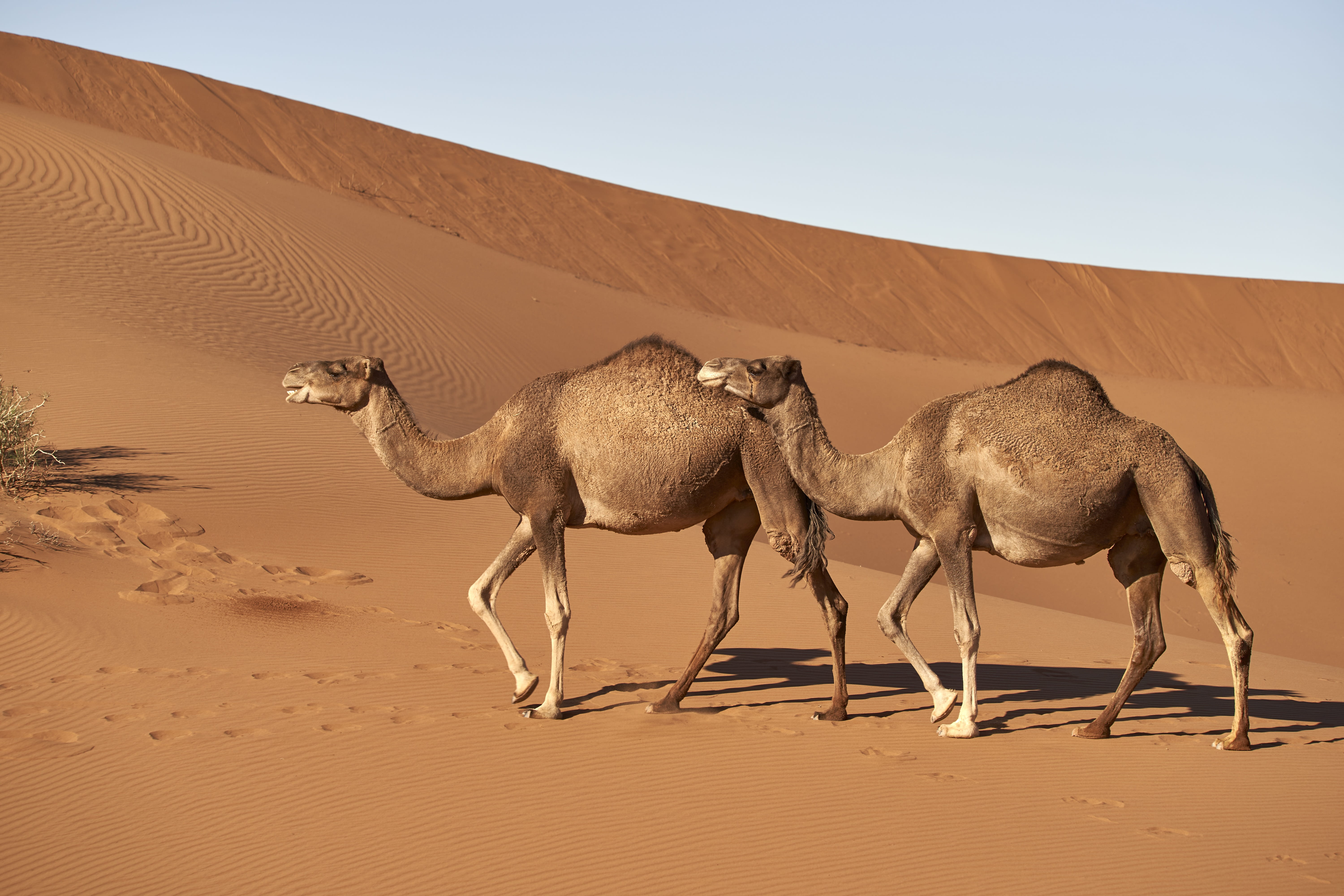 dromedary camel morocco sahara mammal travel animal world 2k 4k 5k