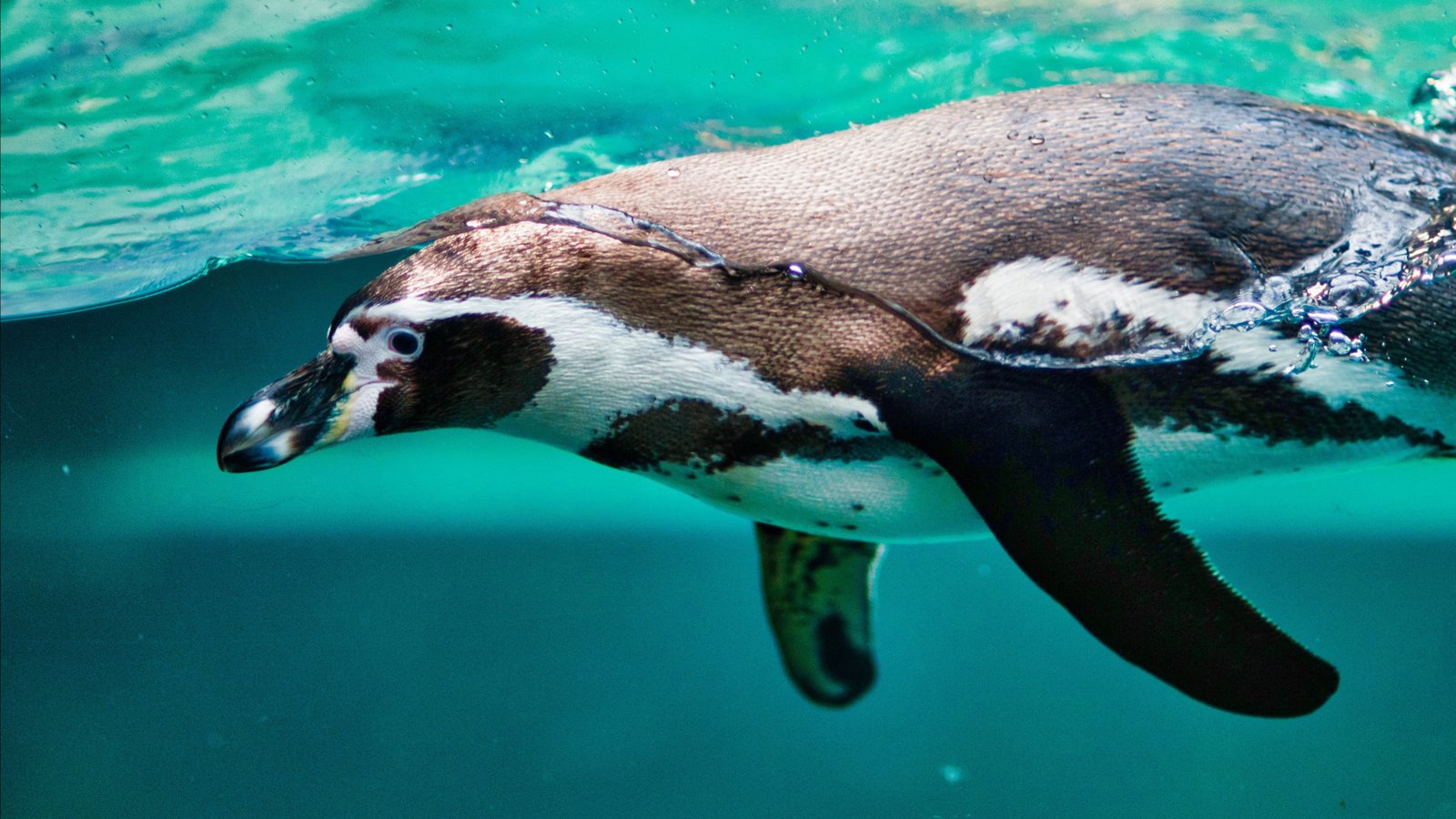 enguin aquarium HD 2k 4k