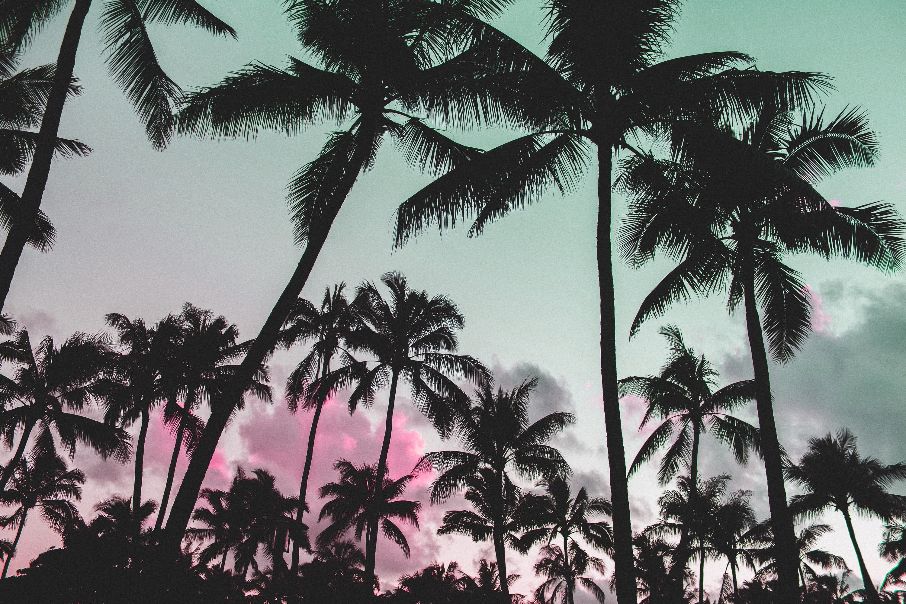 glitch art nature vaporwave palm trees pink silhouette 2k