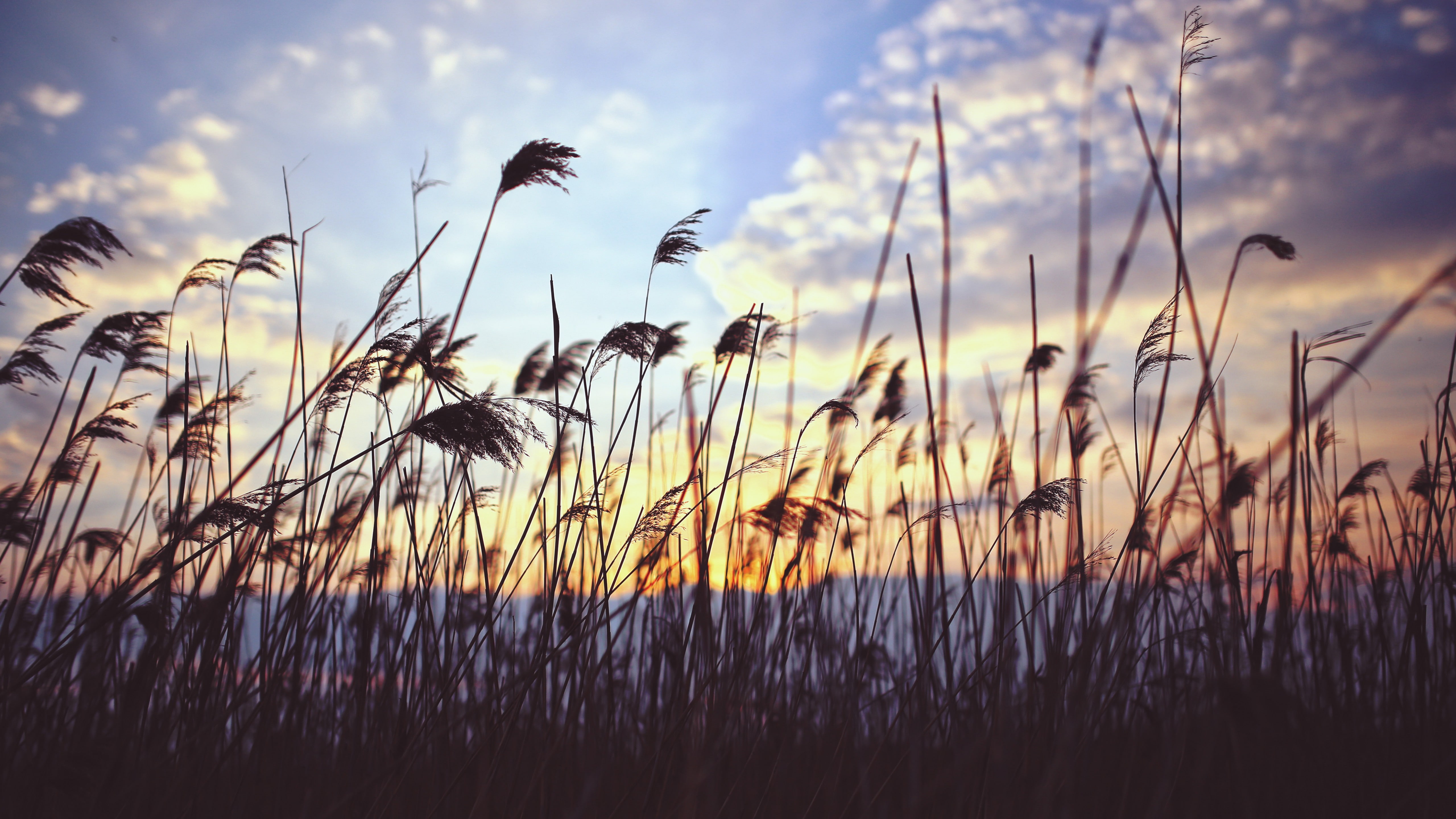 Grass wallpaper meadows sunset clouds 2k 4k 5k