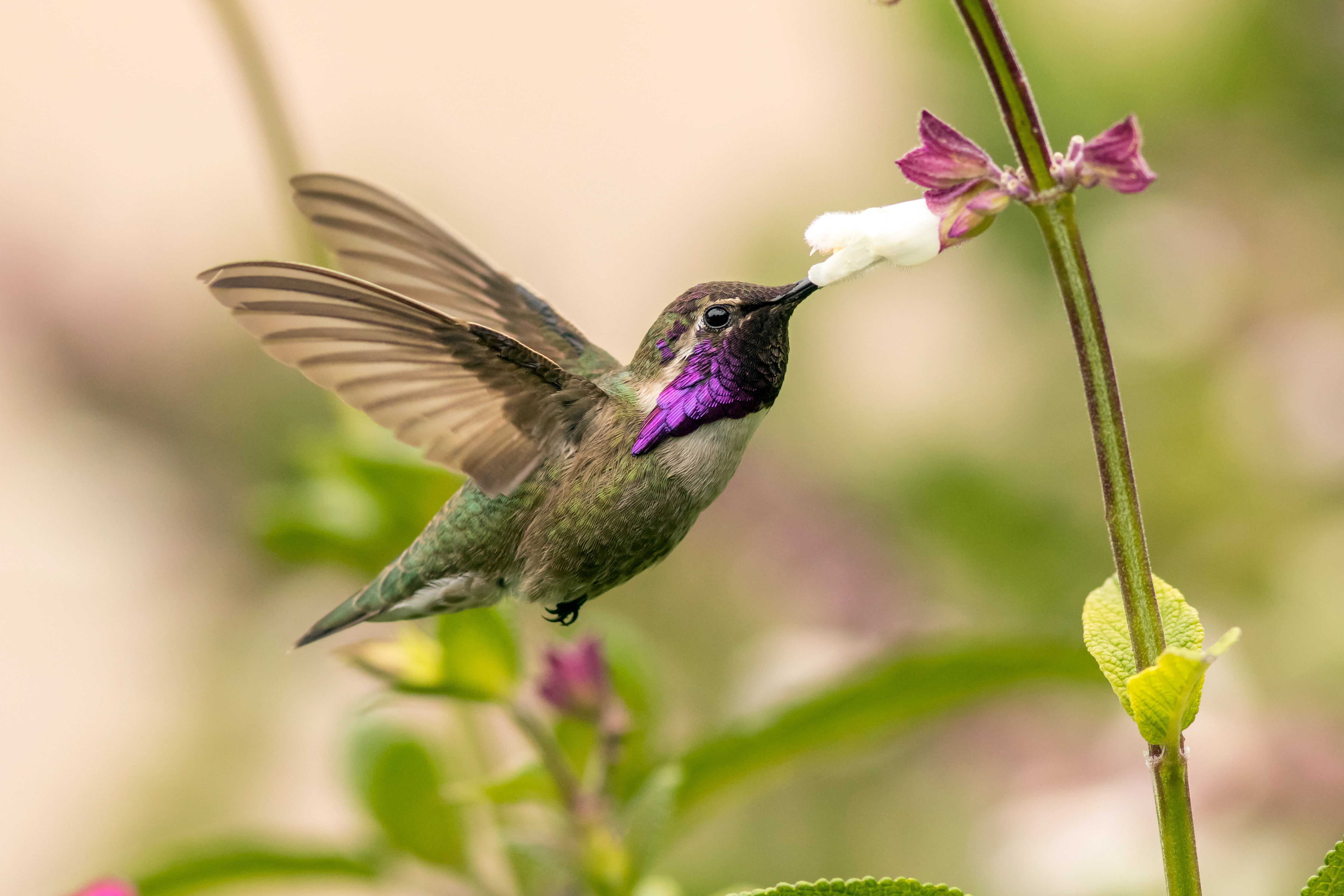 gray and purple feather bird spread wings auto focus photography hummingbird 2k 4k 5k