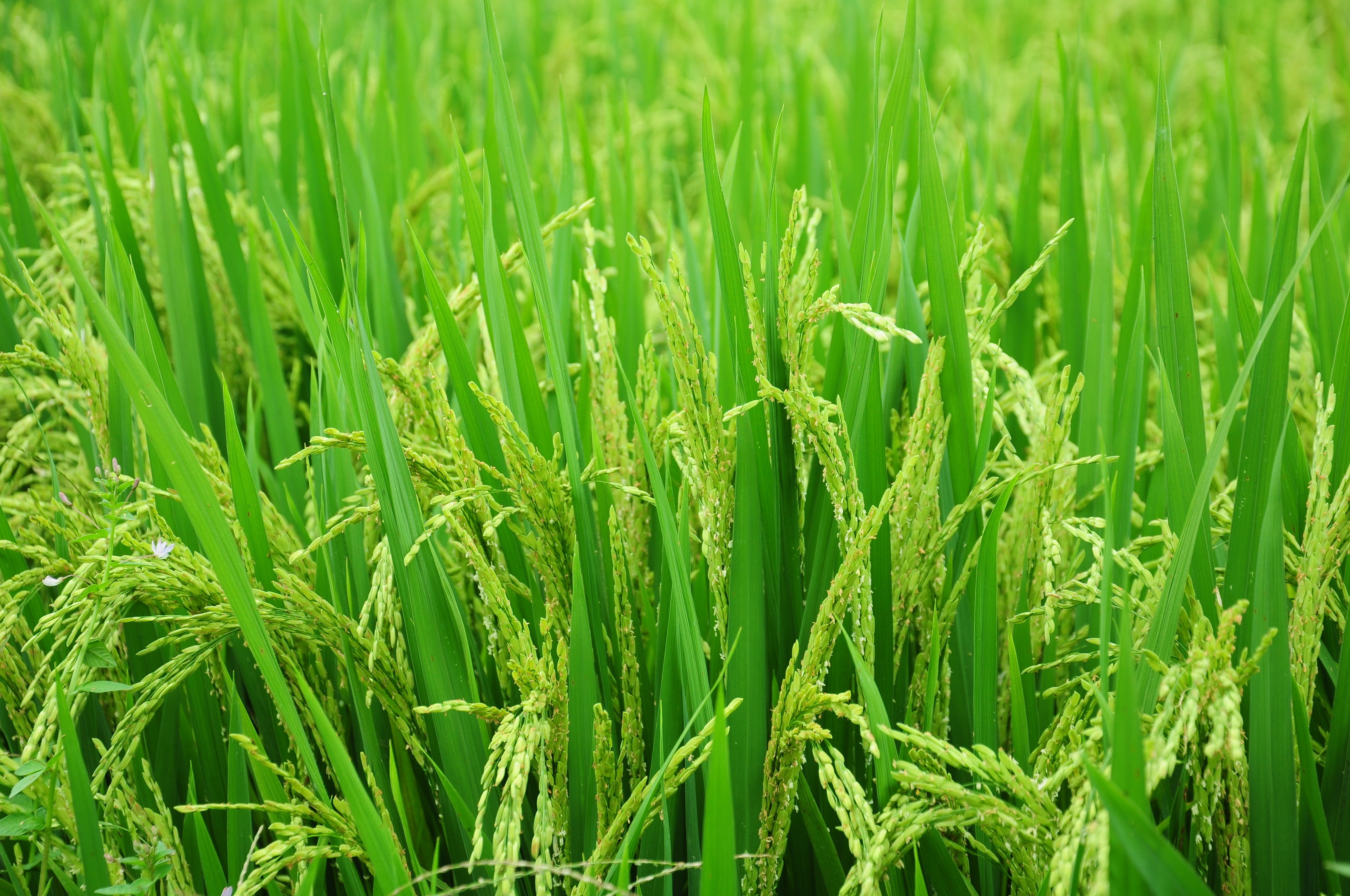 green grasses rice field paddy food farm nature Paddy 2k 4k