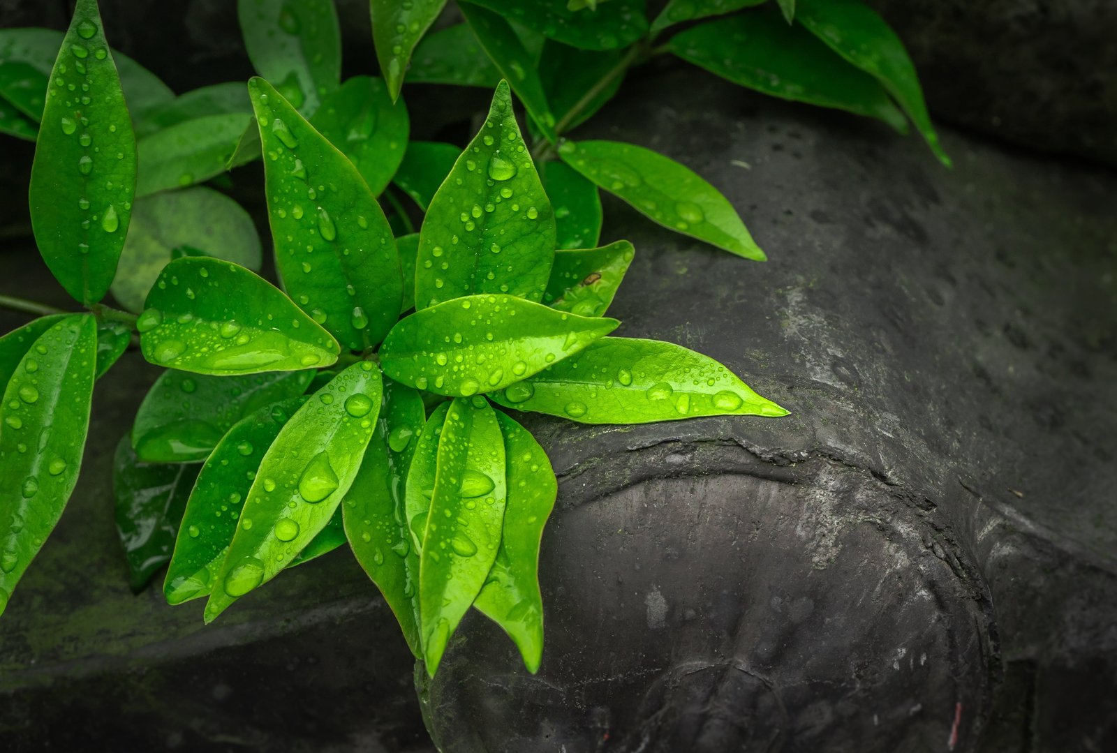 green leafed plants the leaves hwalyeob nature abstract dew 2k 4k 5k