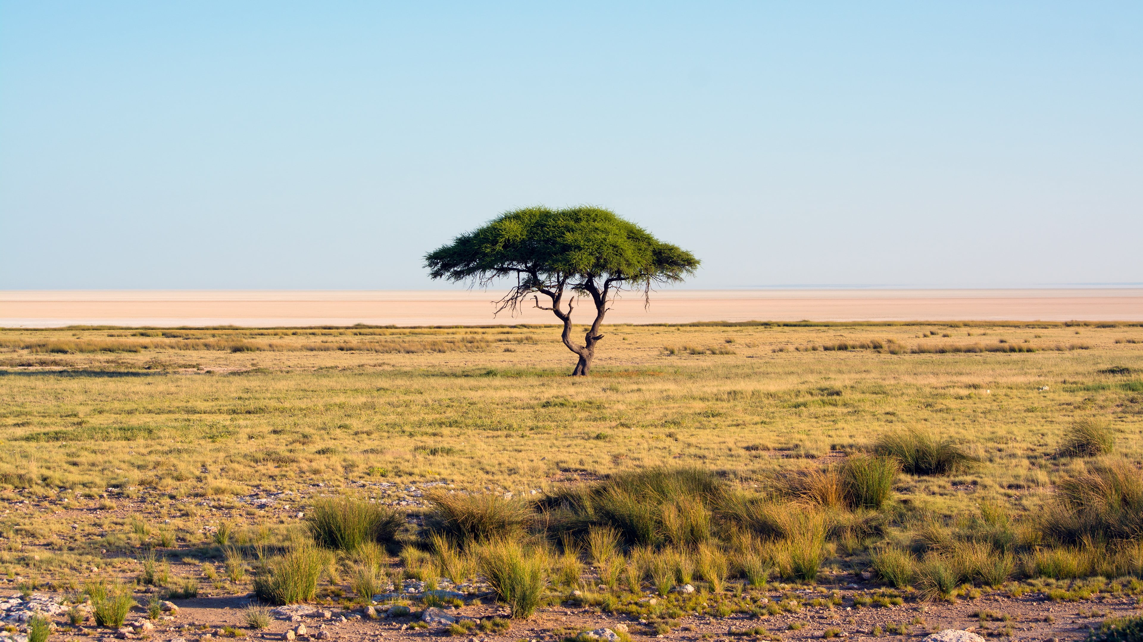 green leafed tree nature Namibia trees landscape savannah 2k 4k