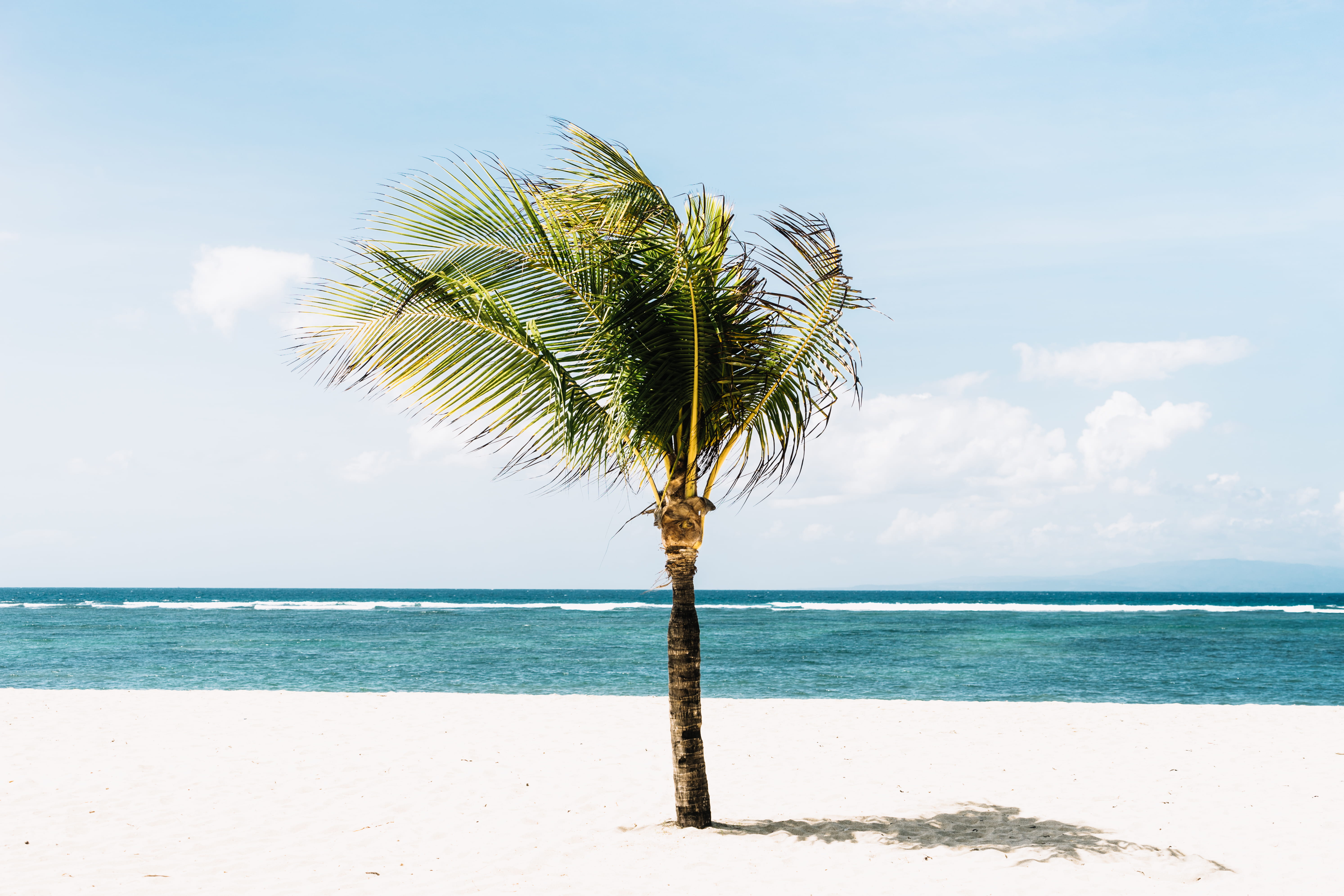 green tree on beachside ocean palm minimal summer sand 2k 4k 5k
