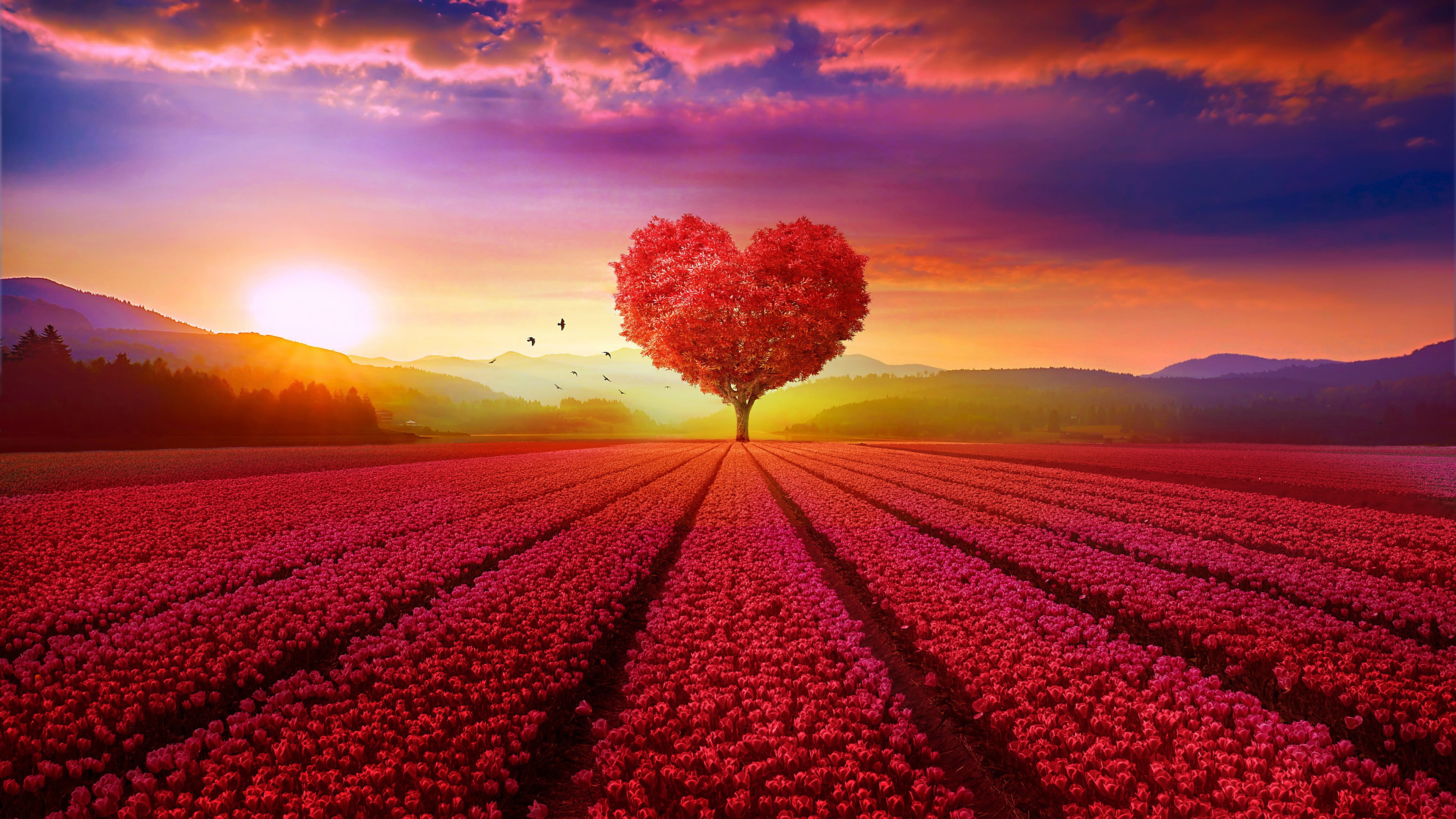 Heart HD tree Landscape 2k 4k