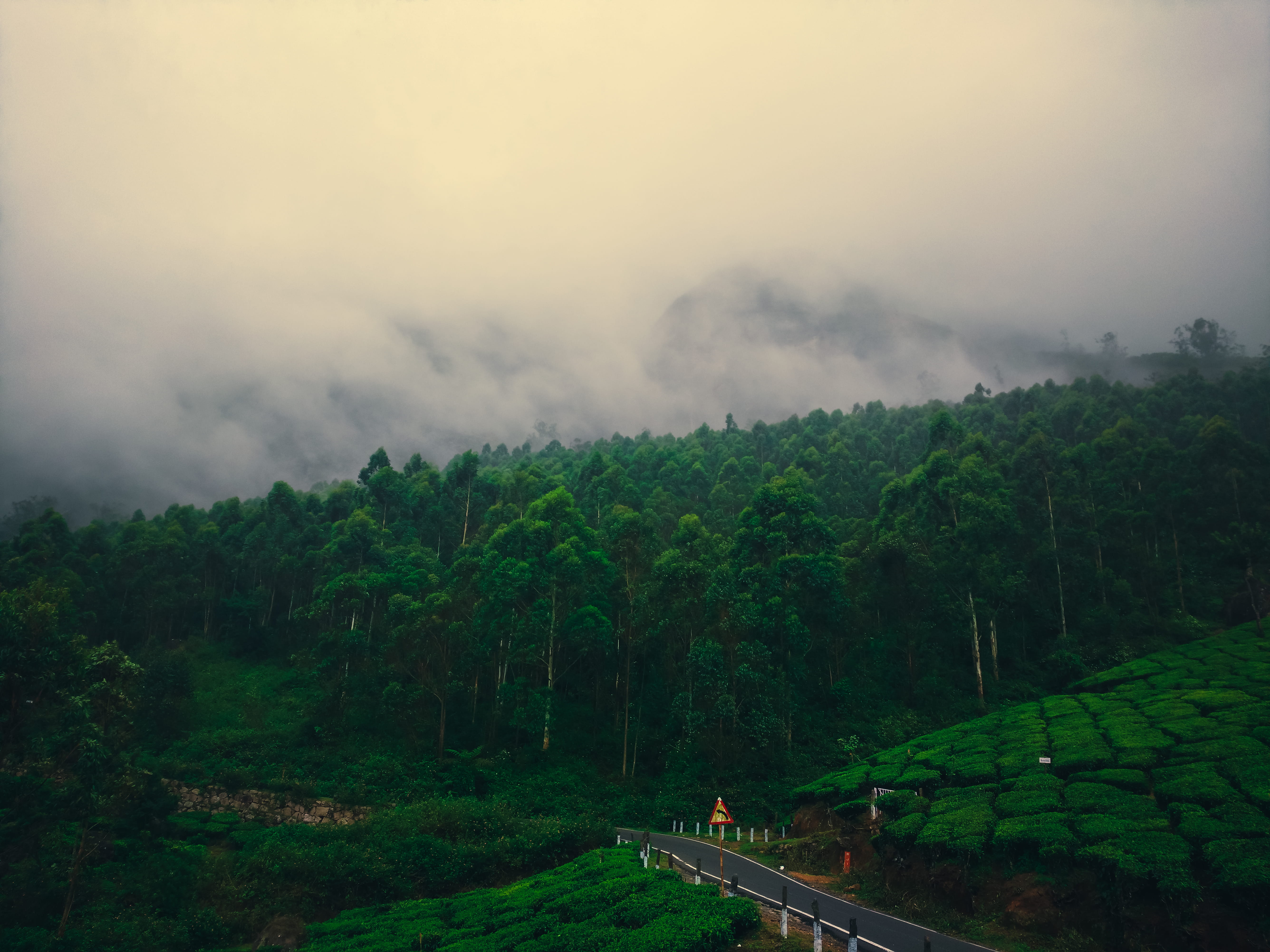 india munnar pines trees tea leaf kerala hills mountains 2k 4k 5k