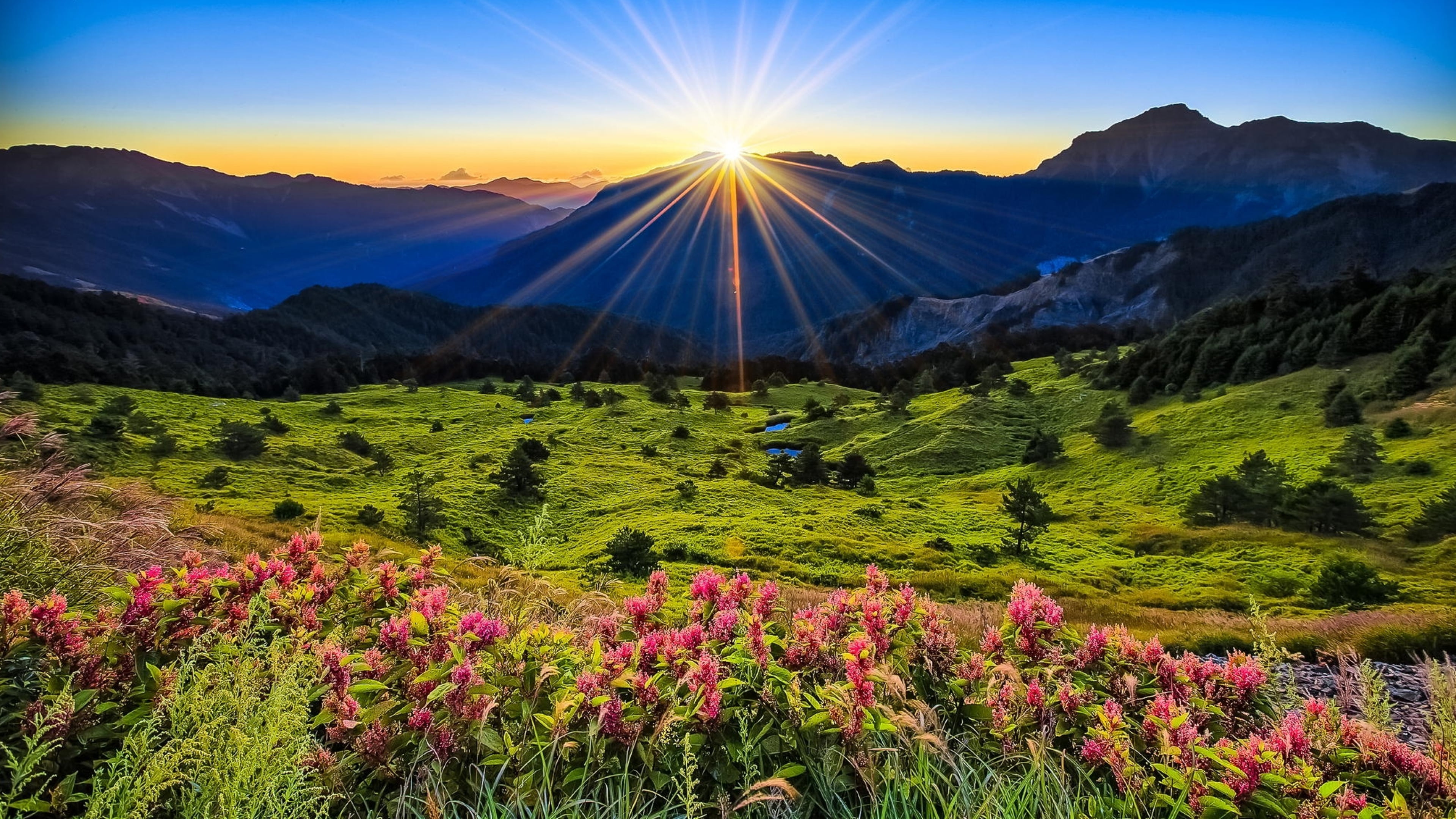 Landscape Nature Pink Flowers Green Grass Meadow With Sun Rays Sunrise Desktop Wallpaper Full Screen 2k 4k