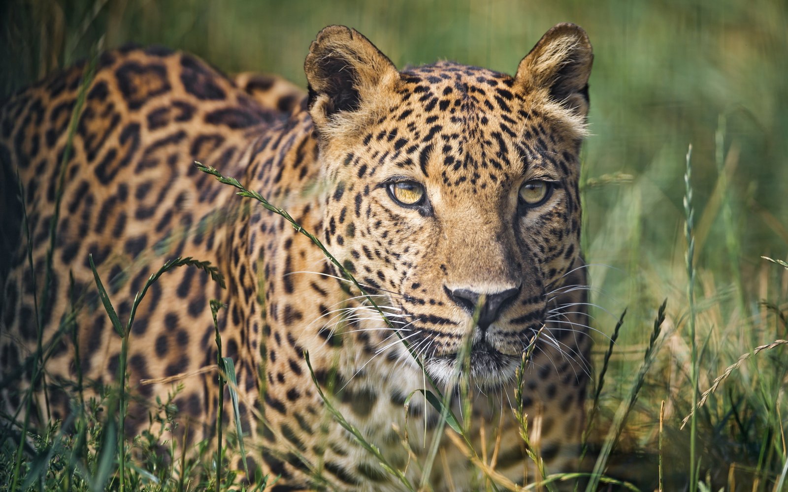 Leopard Calm HD wallappers 2k 4k