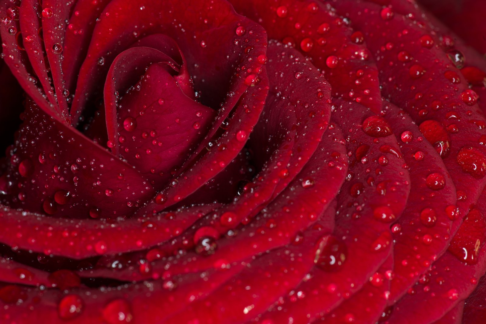 macro photography of Rose flower with water drops rose Red 2k 4k 5k
