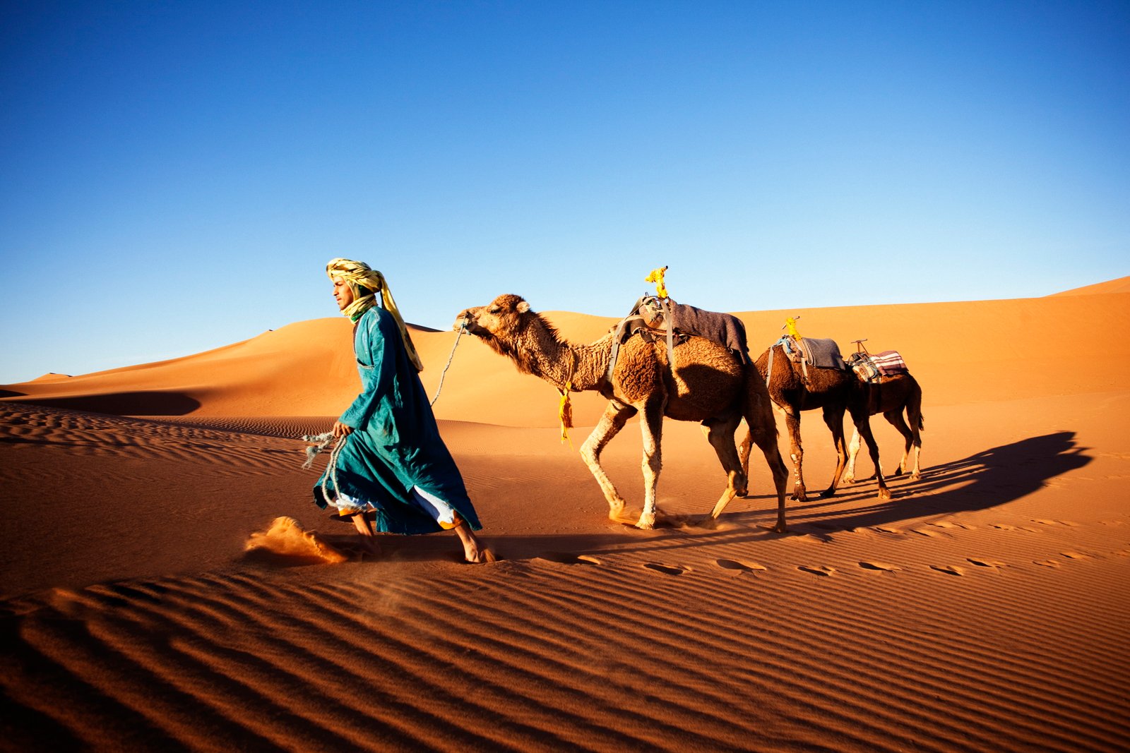 nature animals men camels desert sand clear sky dunes 2k 4k