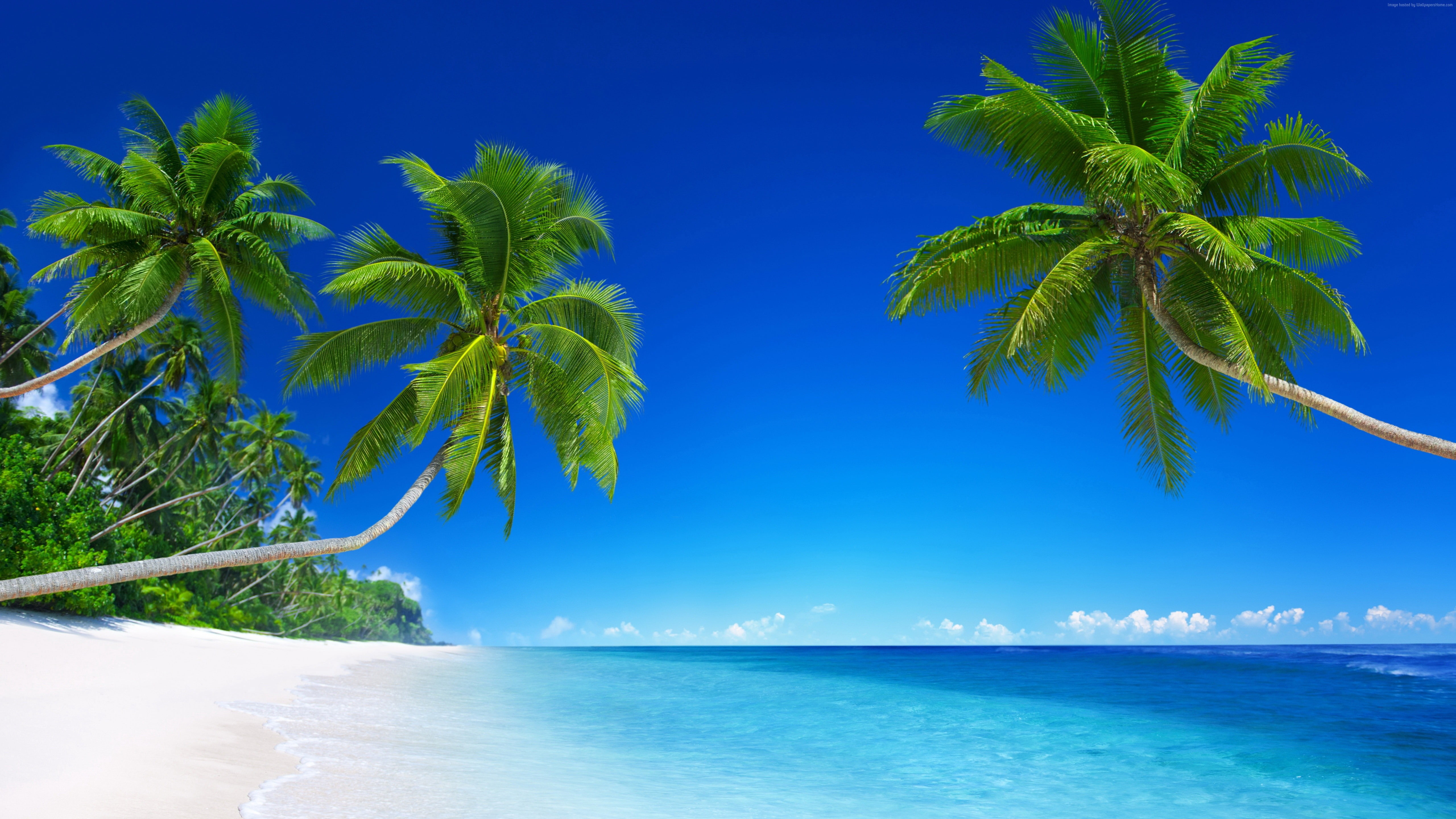 paradise palms tropical beach sea blue 2k 4k 5k
