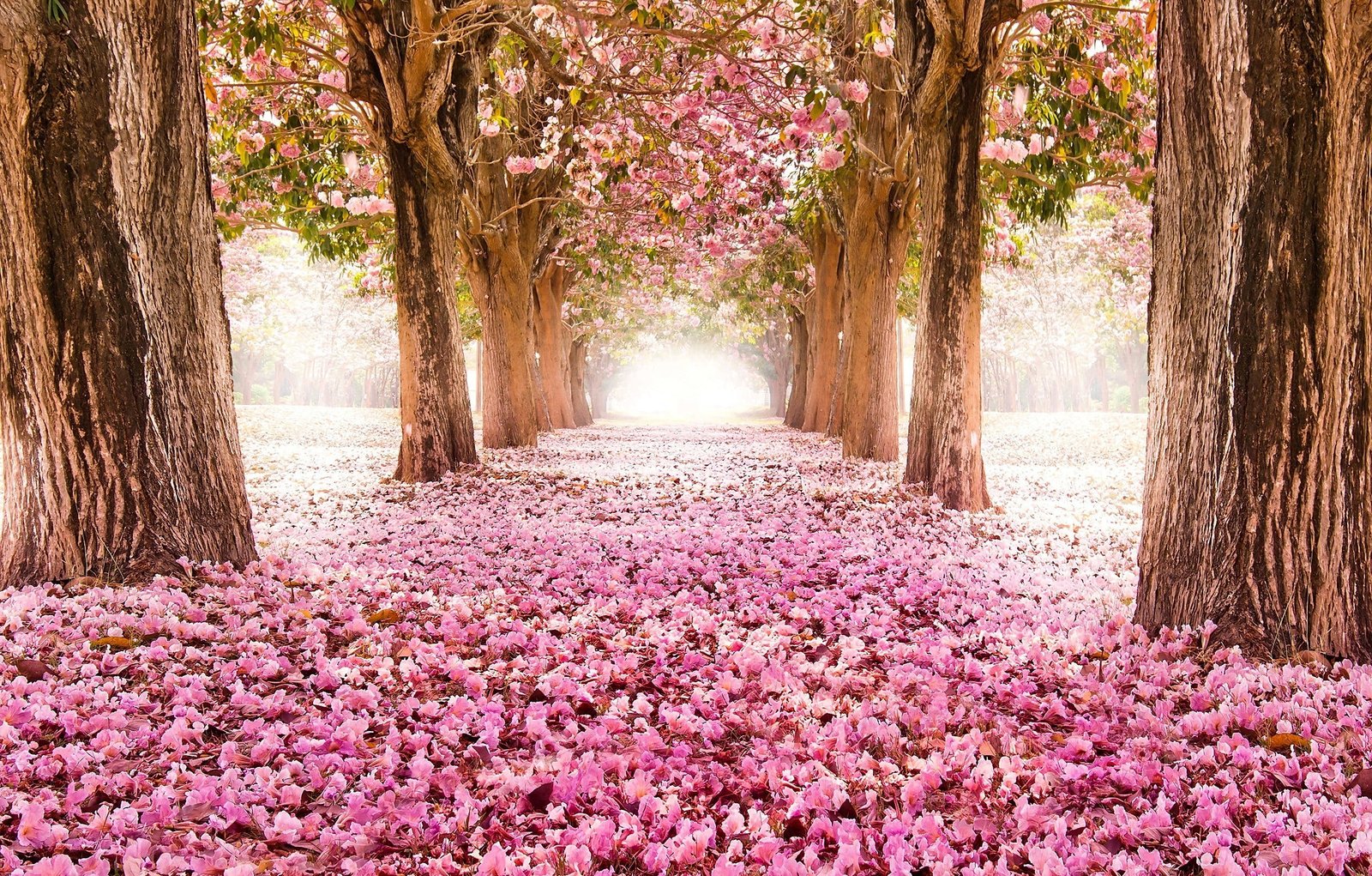 pink cherry blossoms nature landscape flowers trees plant 2k