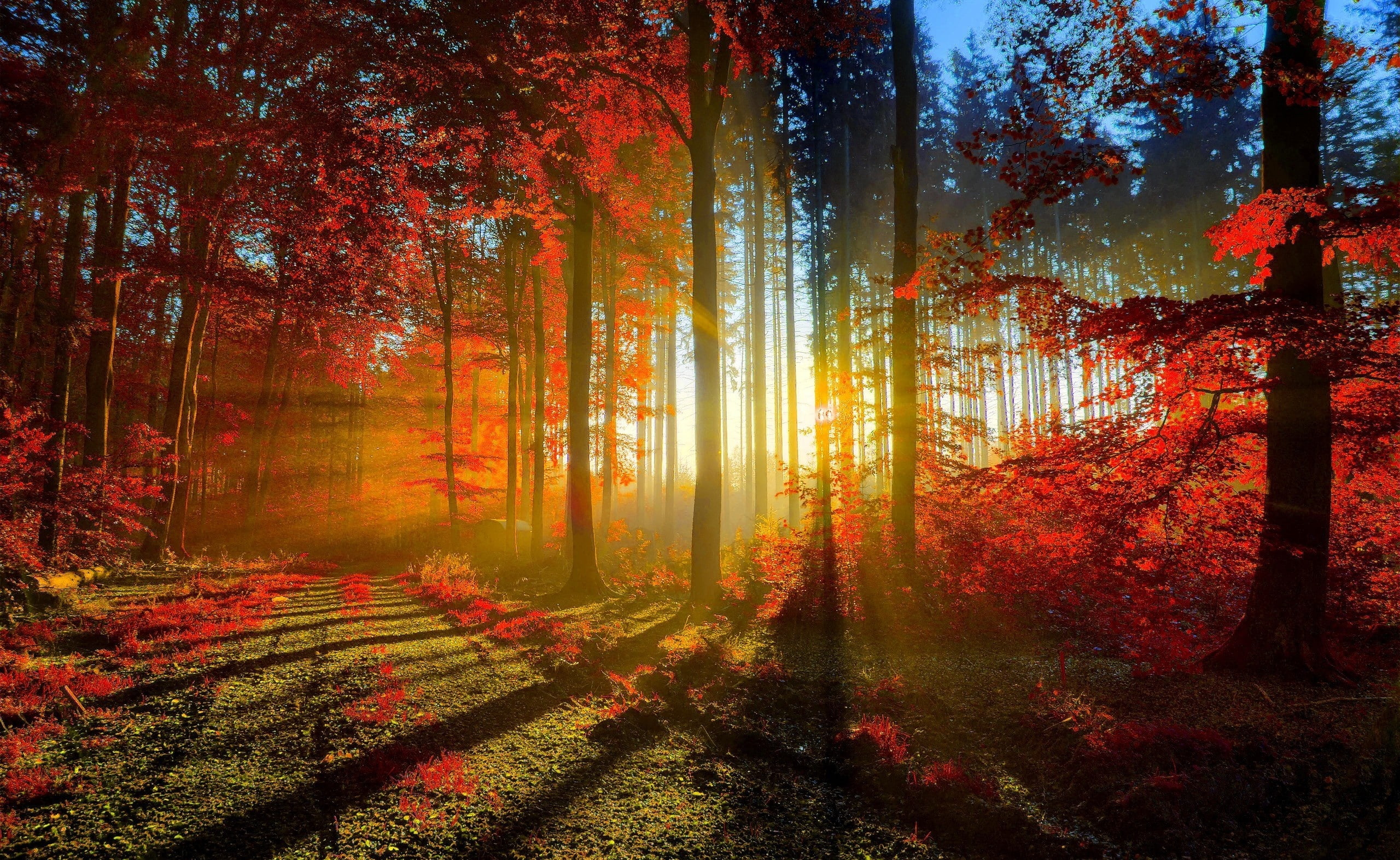 Red Forest photography of autumn Seasons Nature Beautiful 2k